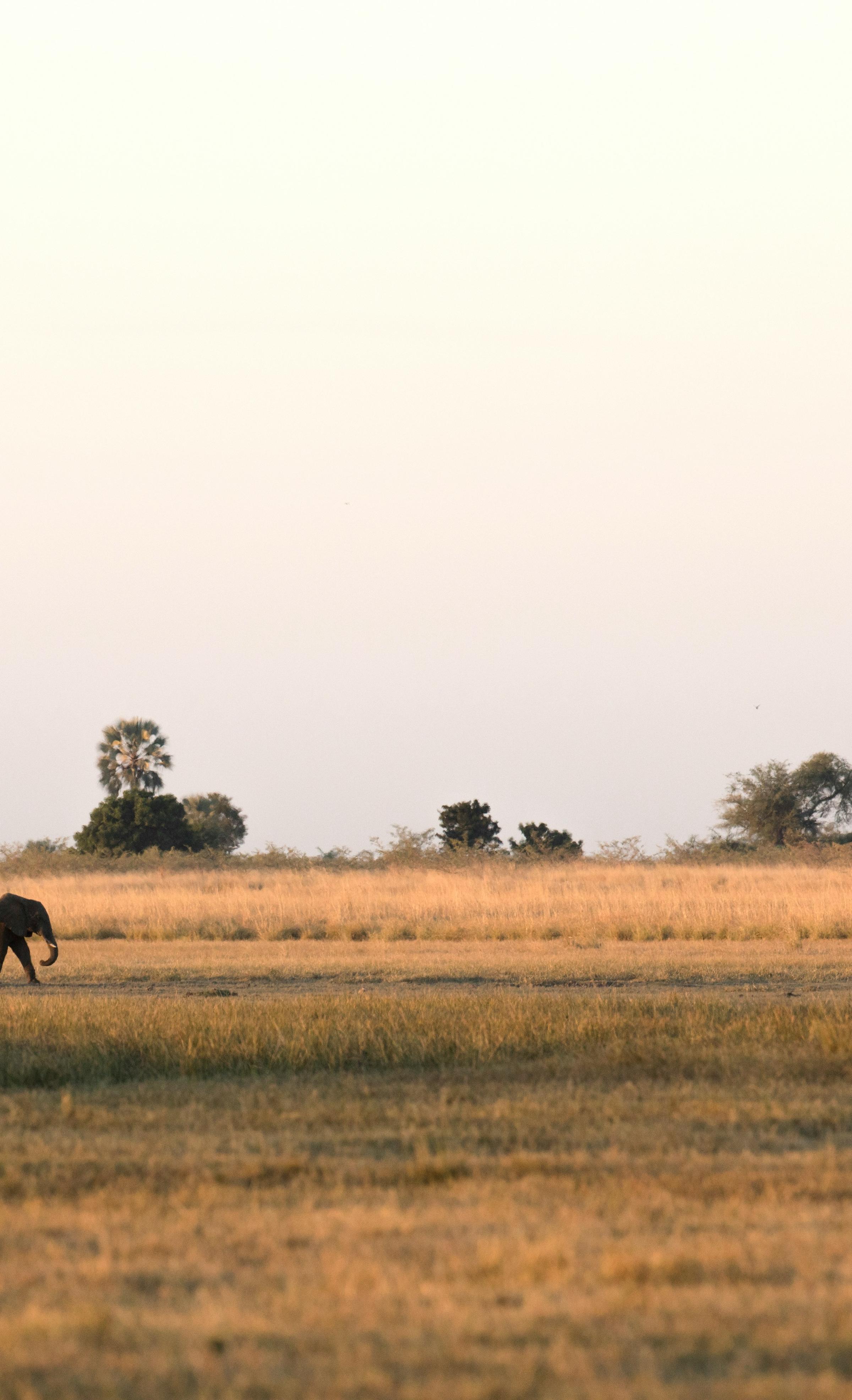 Two elephants walking gracefully through the tall grass of the savanna, showcasing their size and strength against a natural backdrop.