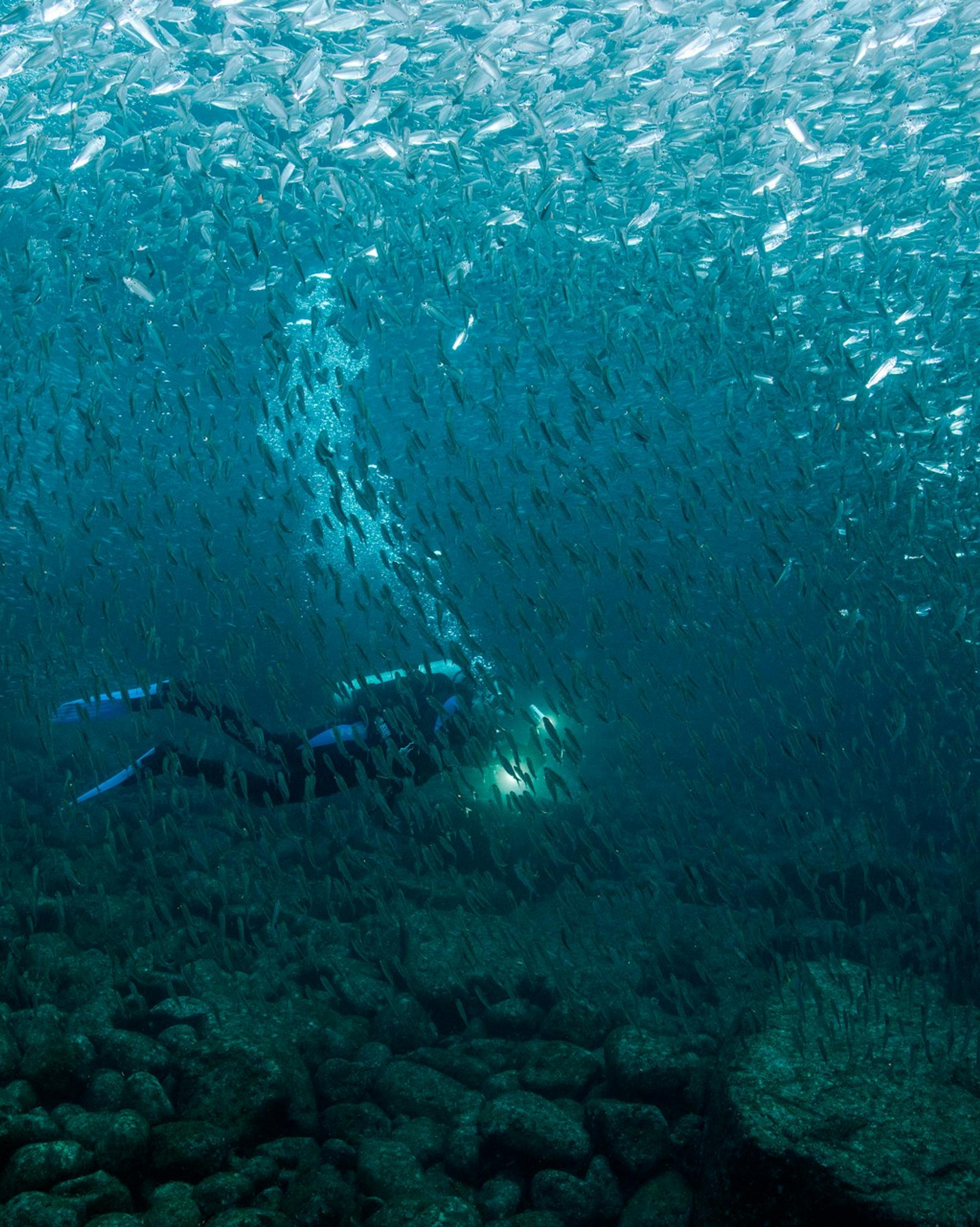 A pristine sandy beach lined with lush palm trees, gently kissed by turquoise waves under a bright blue sky.