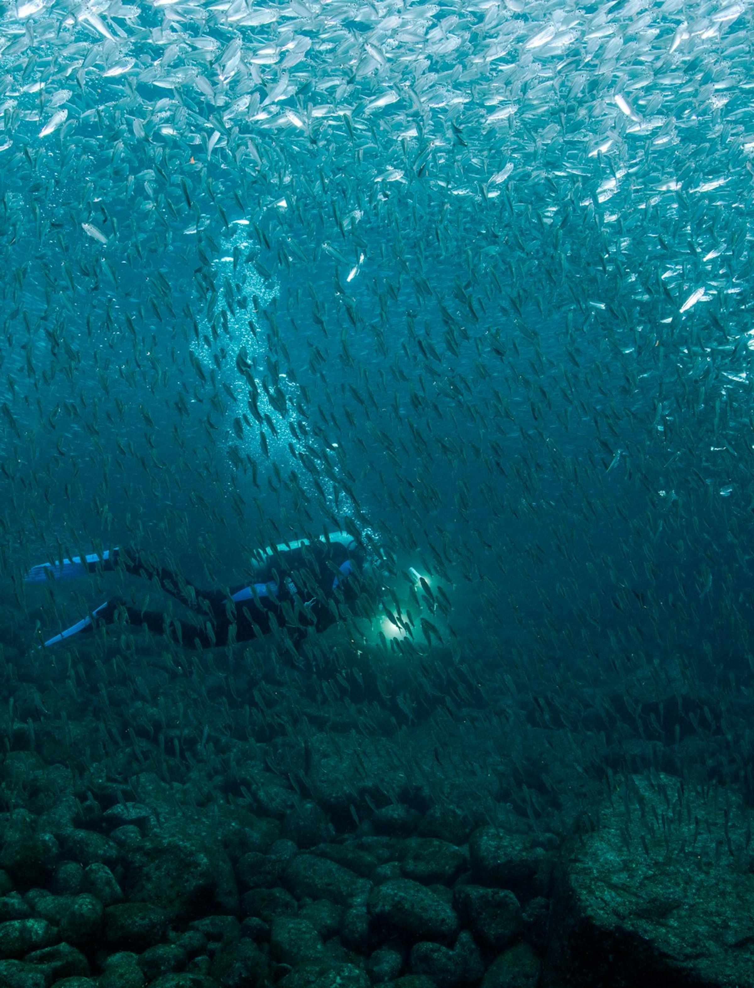 A diver during a Kaer luxury retreat