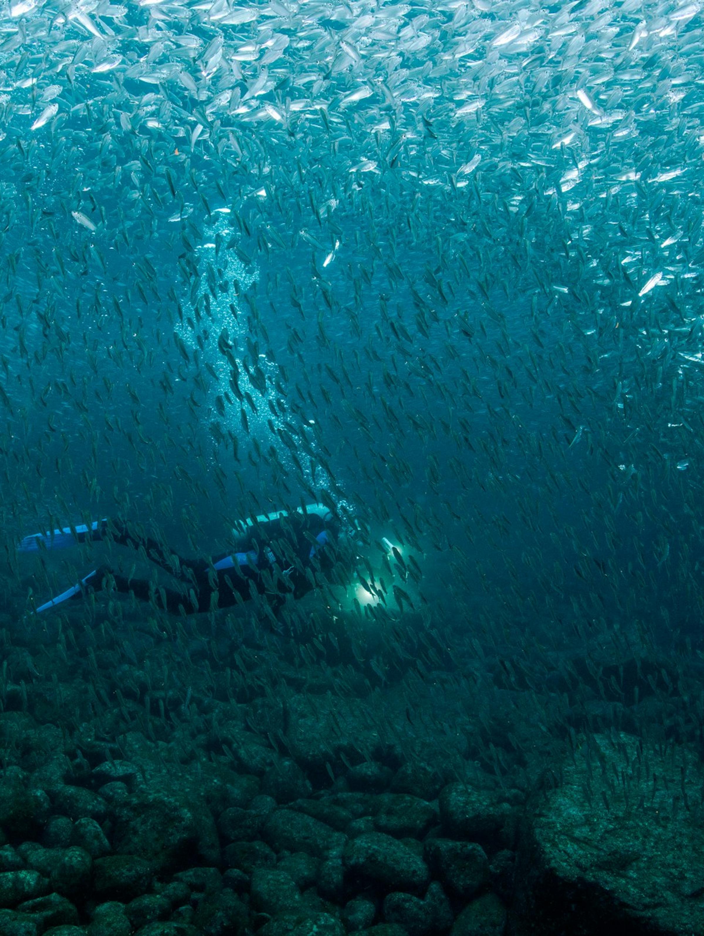 A diver during a Kaer luxury retreat