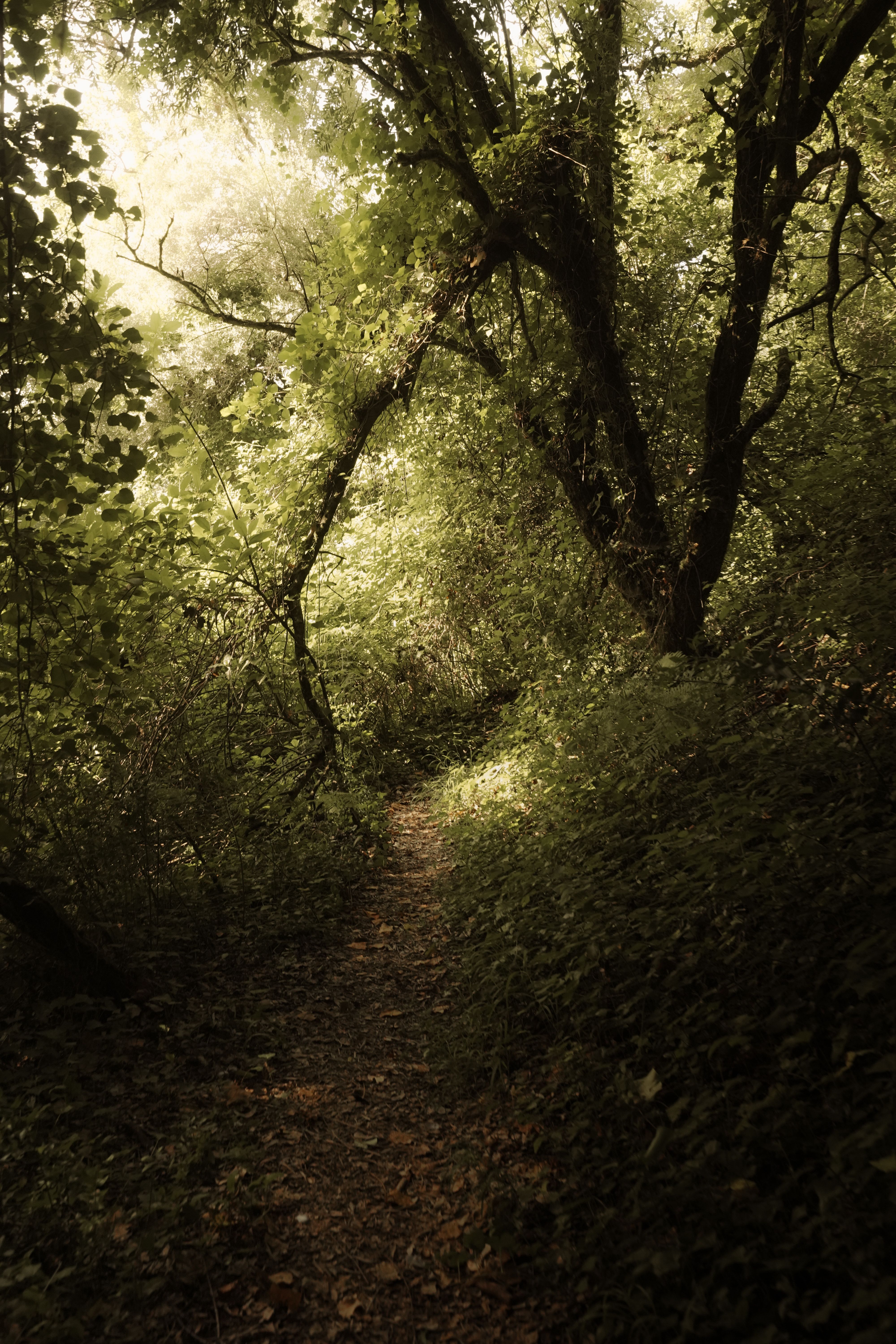 Forest with sunlight