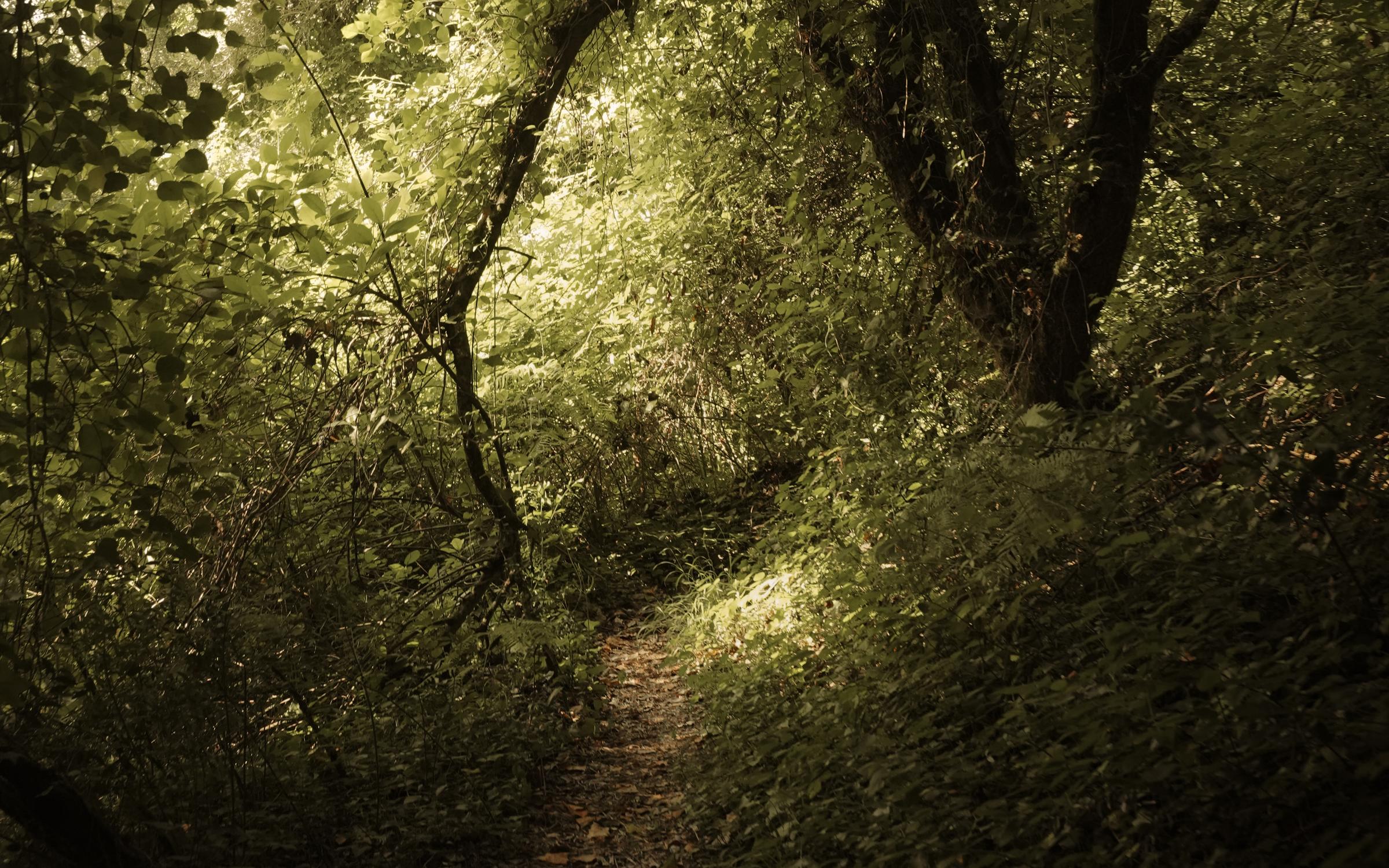 Forest with sunlight