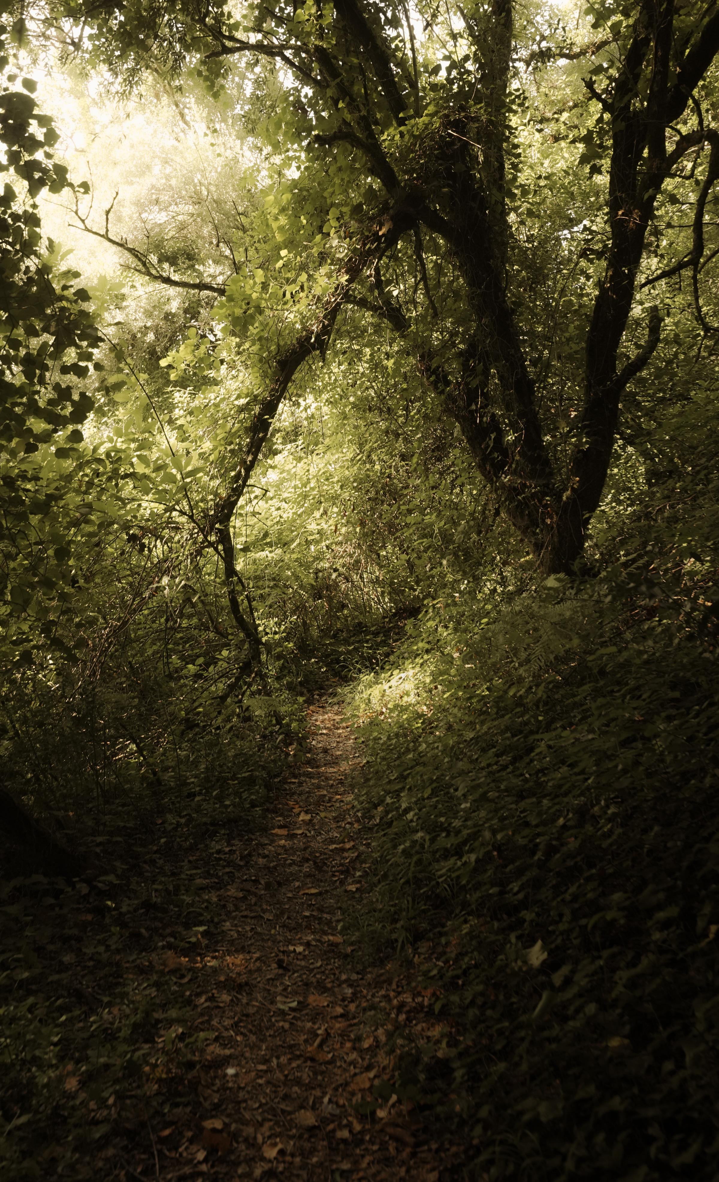 Forest with sunlight