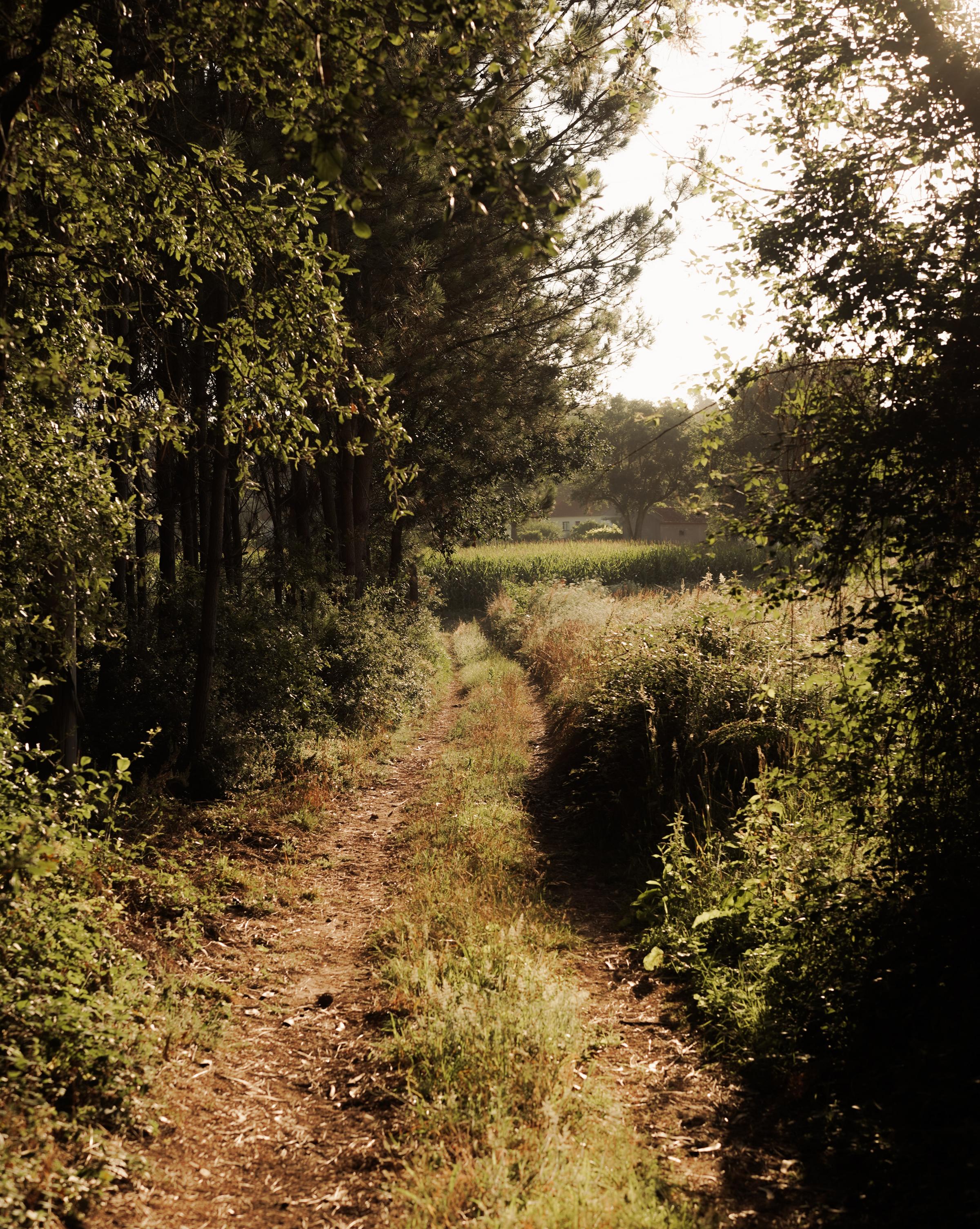 Shadows of a tree's leaves cast on a surface, creating an intricate pattern that highlights the beauty of nature.