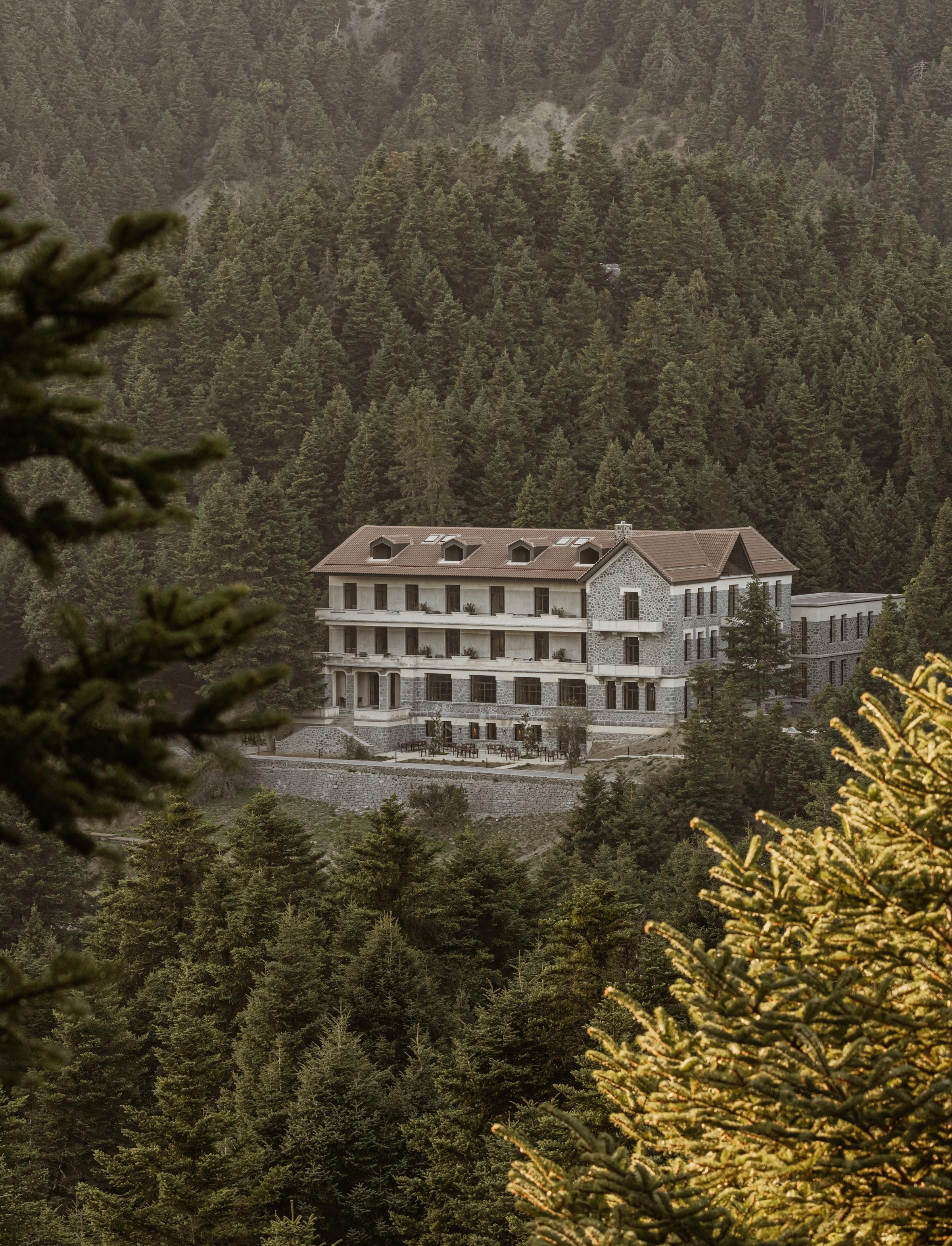 Morning light filtering through the fir forest surrounding MANNA in Arcadia
