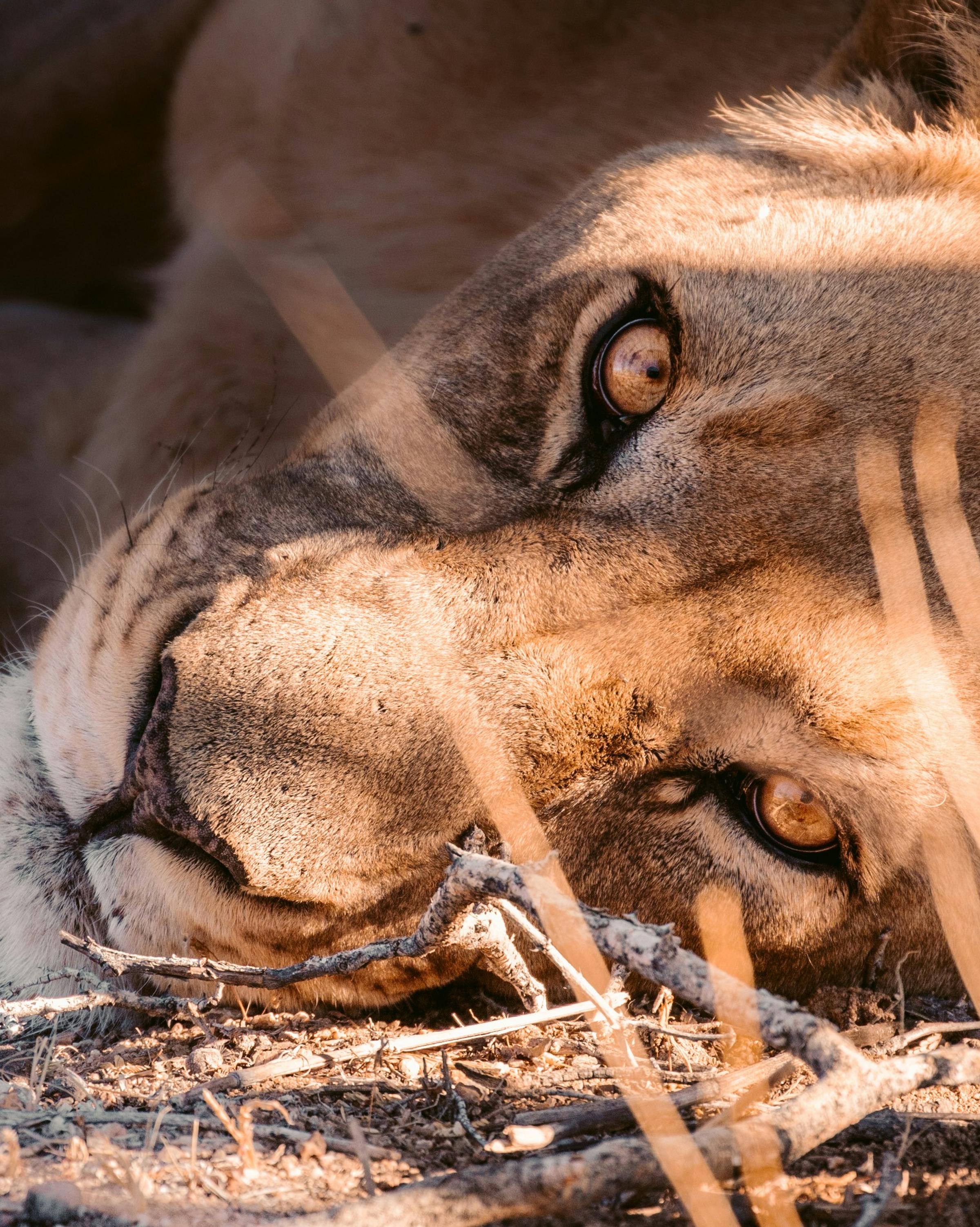 A close-up of a lion's face, highlighting its intense eyes and majestic mane, set against a blurred savanna background.