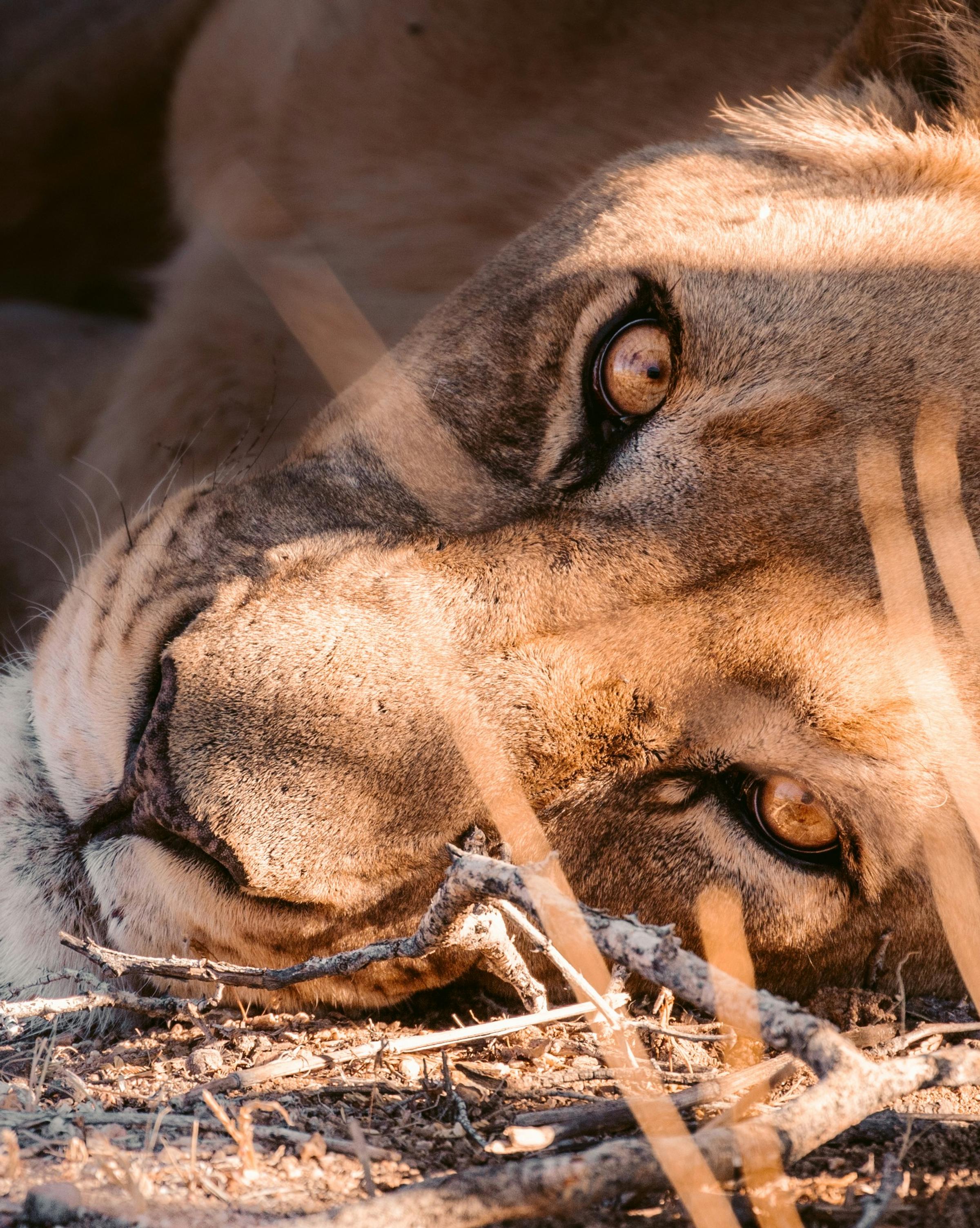 A lion resting majestically in the savanna, showcasing its powerful physique and mane against the backdrop of golden grass.