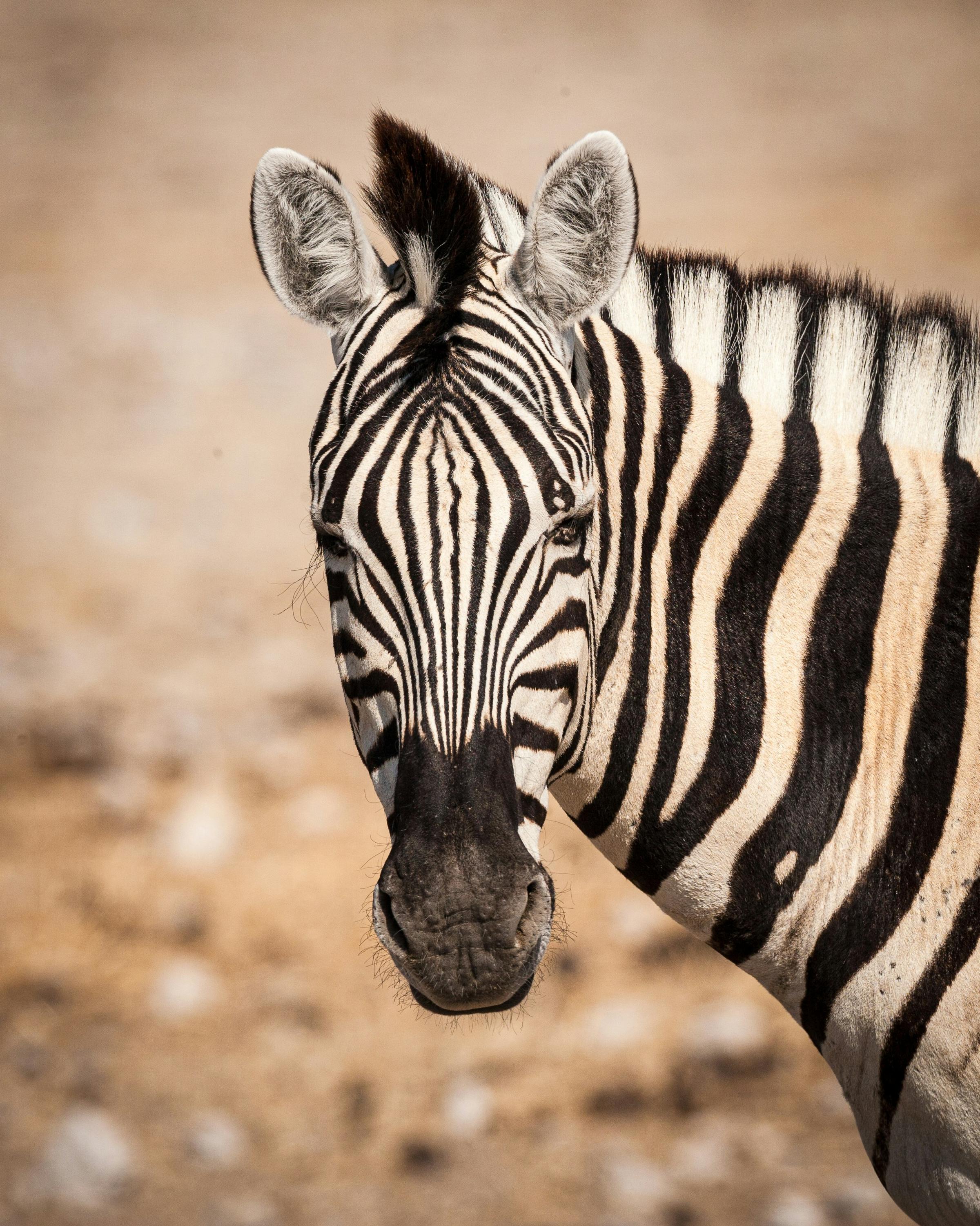 A close-up of a zebra standing in the wild, showcasing its distinctive black and white stripes against the natural backdrop.