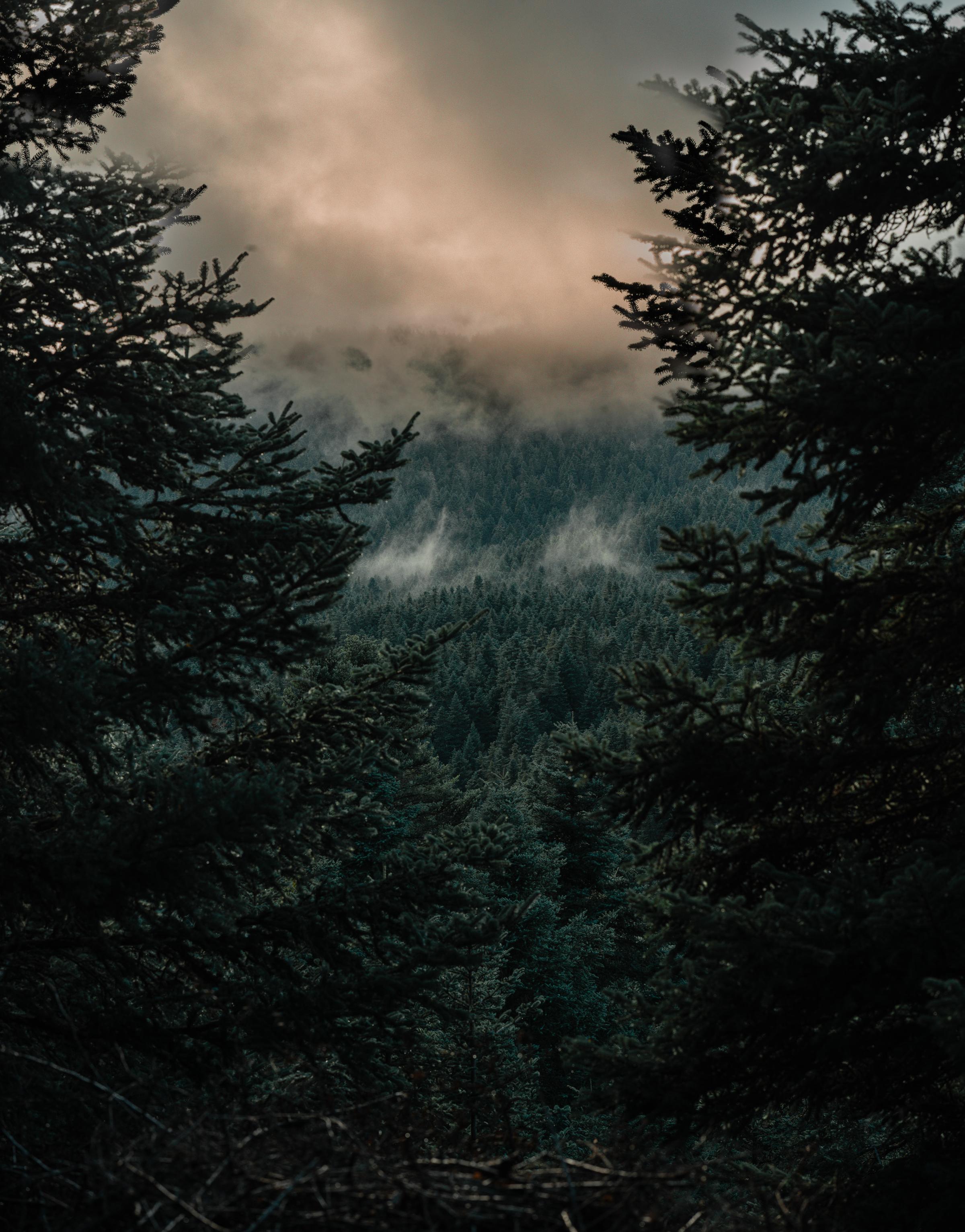 Exterior view of MANNA hotel, surrounded by lush fir forests and majestic mountains in Arcadia.