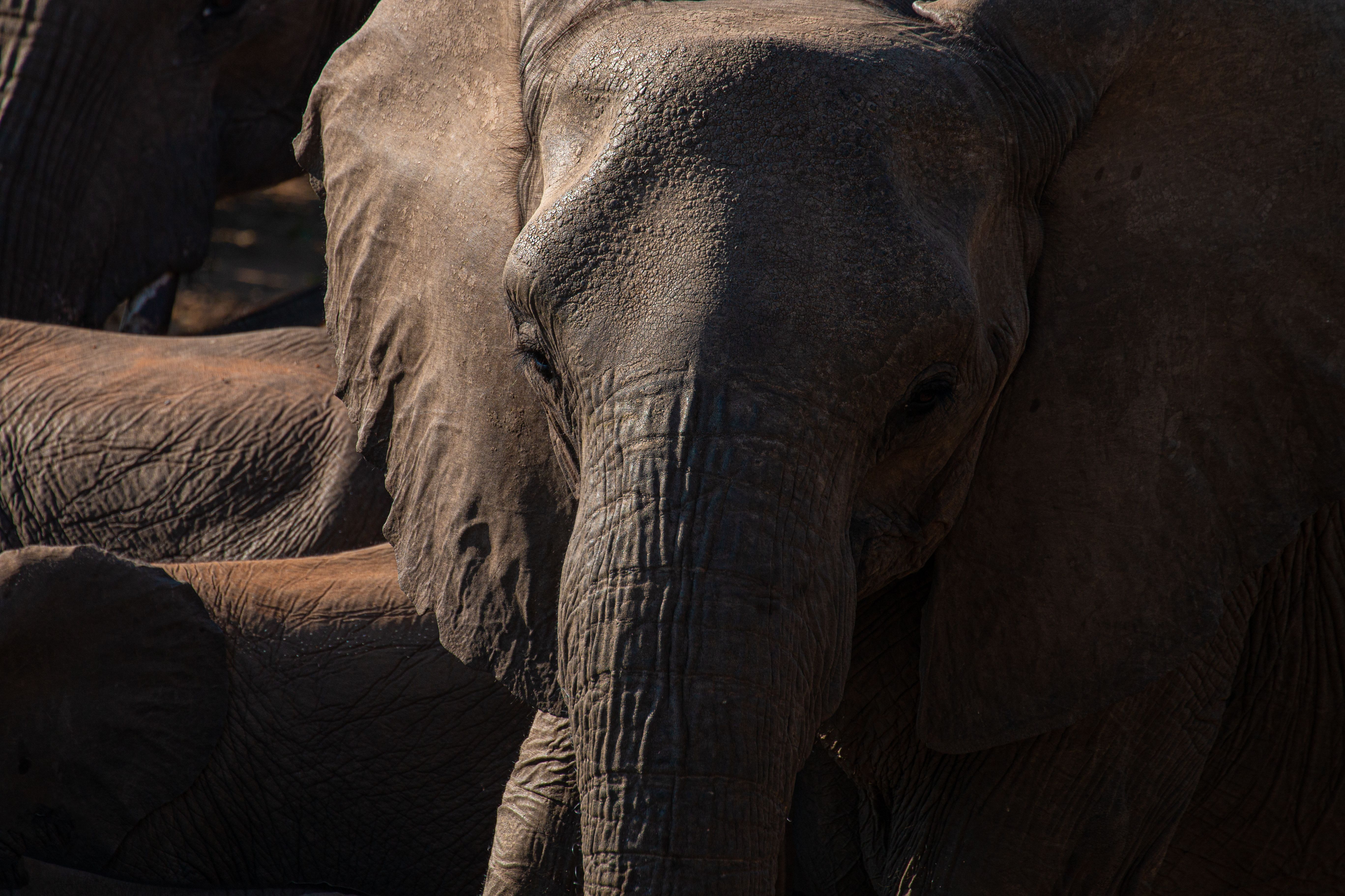 Elephant grazing in the African savanna, showcasing the striking black and white stripes against the golden grass.