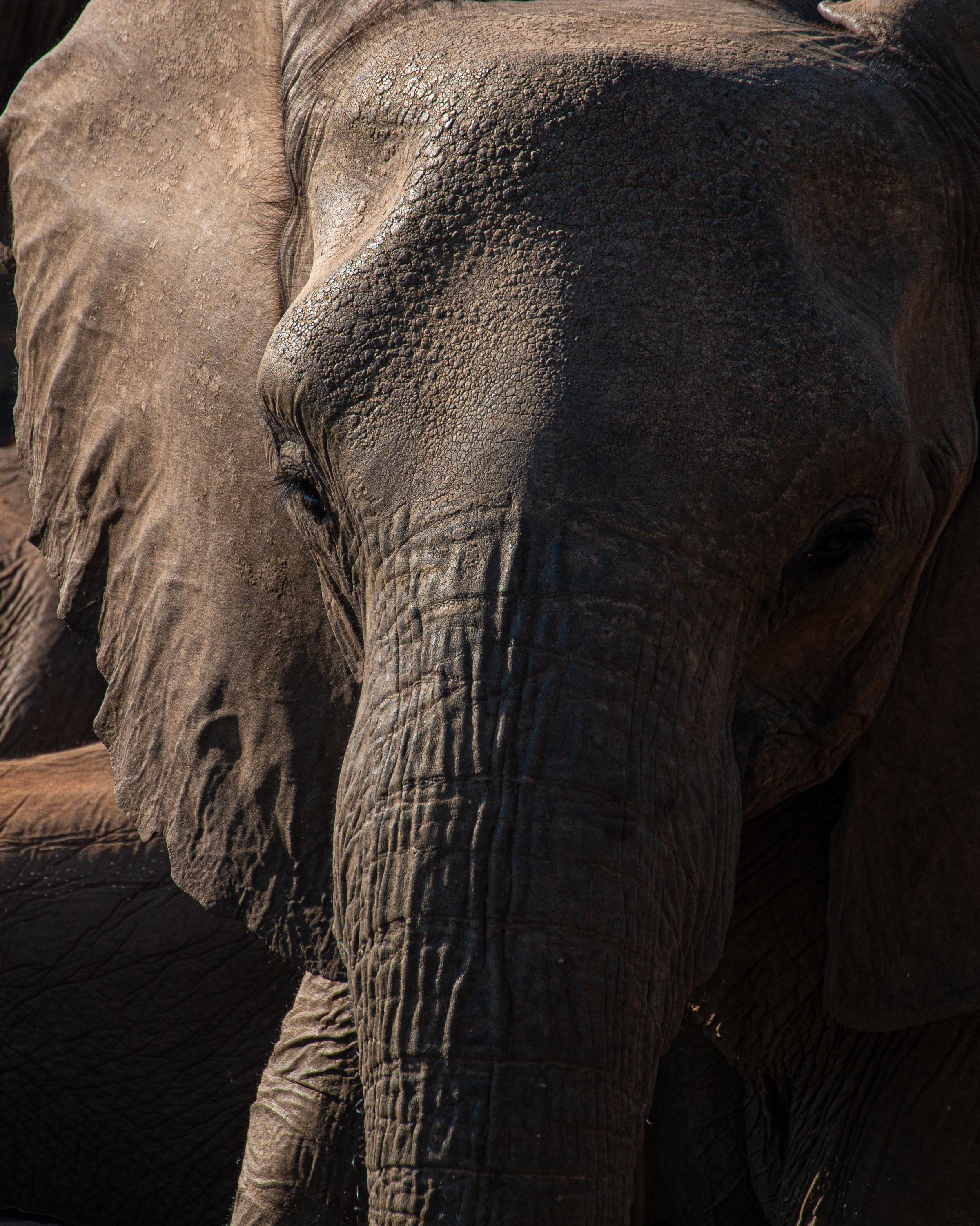 Elephant grazing in the African savanna, showcasing the striking black and white stripes against the golden grass.