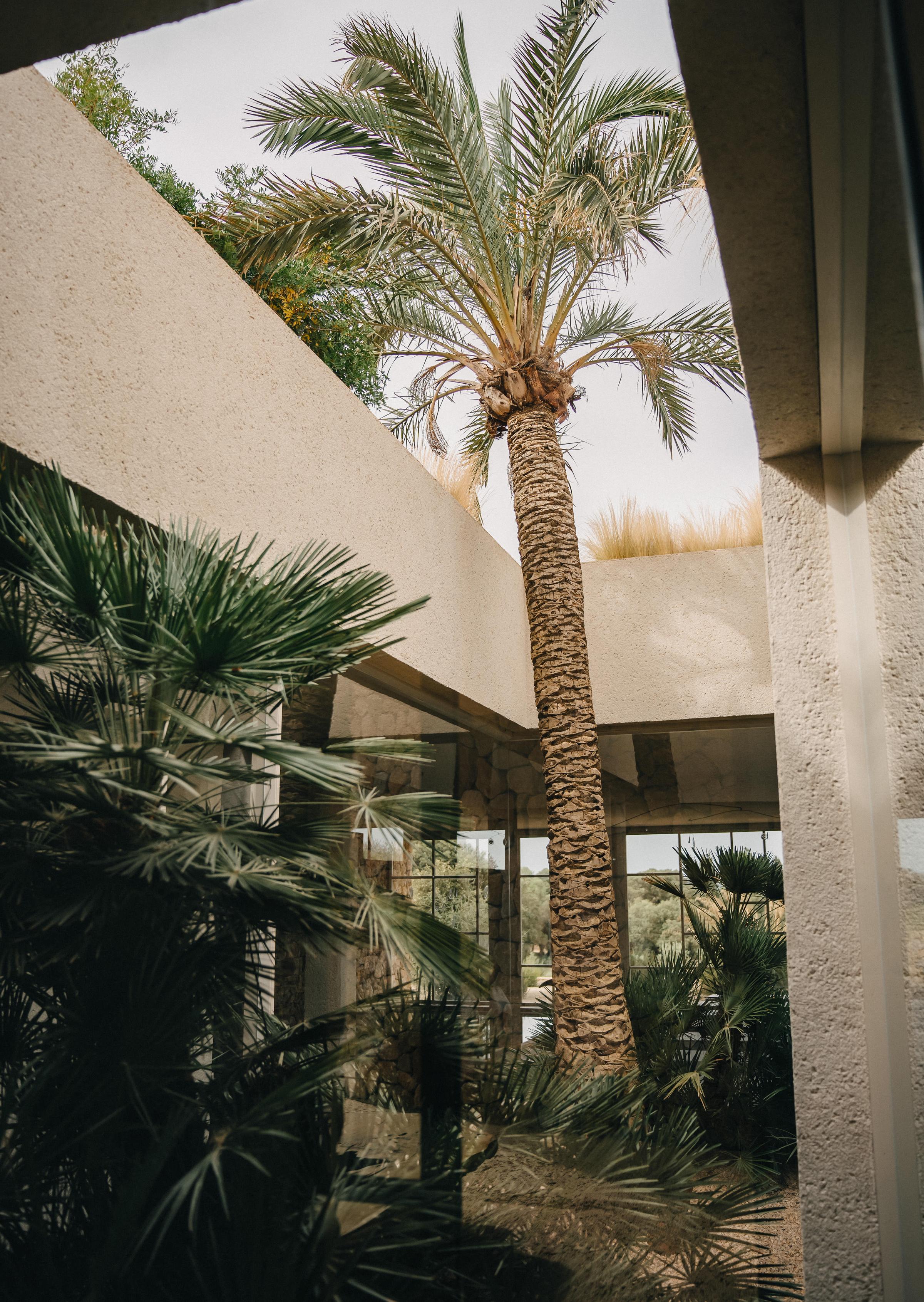 Peaceful patio shaded by a graceful palm tree at Es Racó d'Artà, perfect for quiet moments and connection to nature.