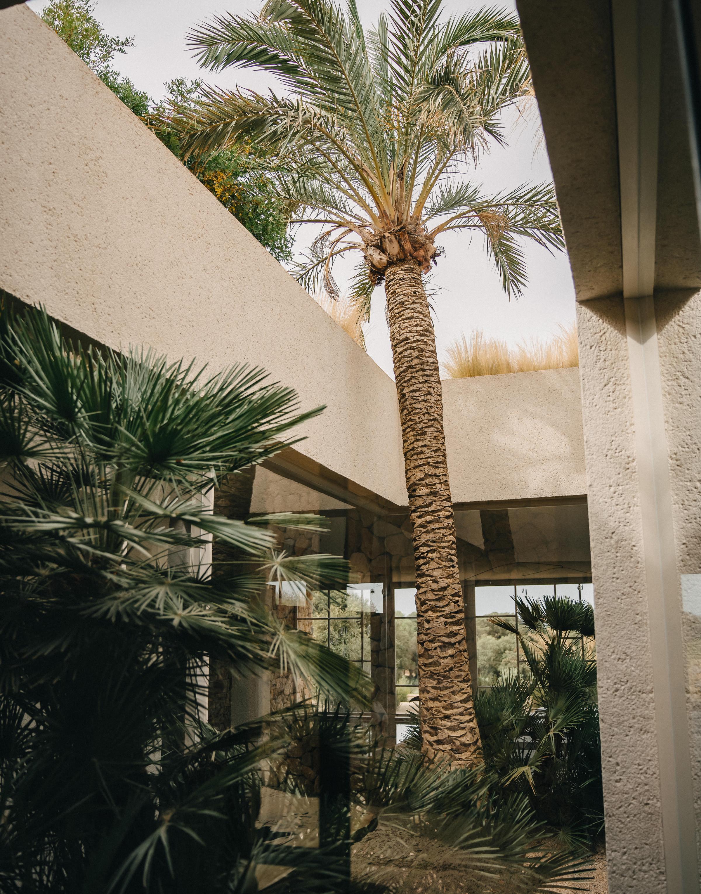 Peaceful patio shaded by a graceful palm tree at Es Racó d'Artà, perfect for quiet moments and connection to nature.