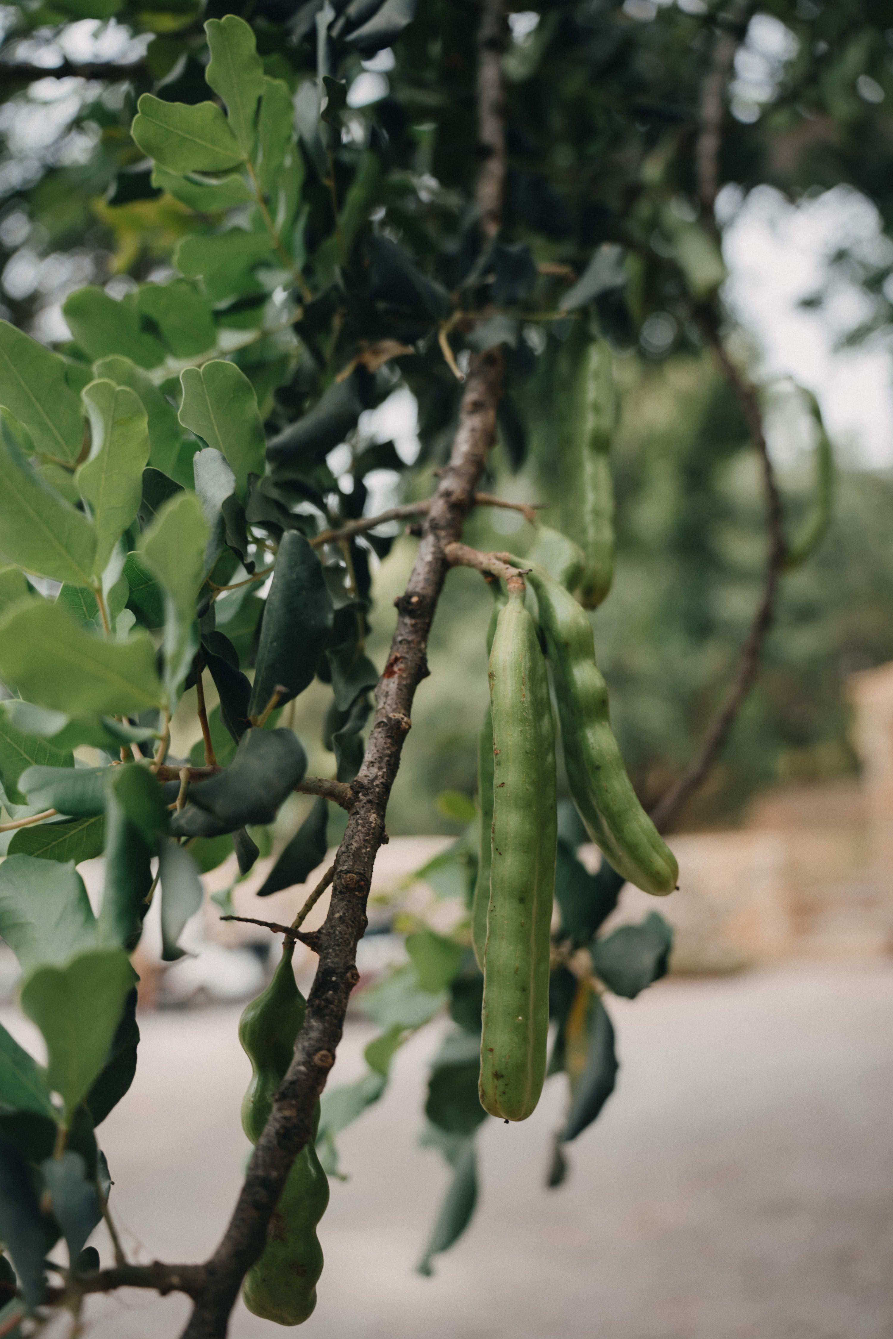 Es Racó d'Artà nestled against the backdrop of Mallorca’s mountains, blending seamlessly with the natural landscape.