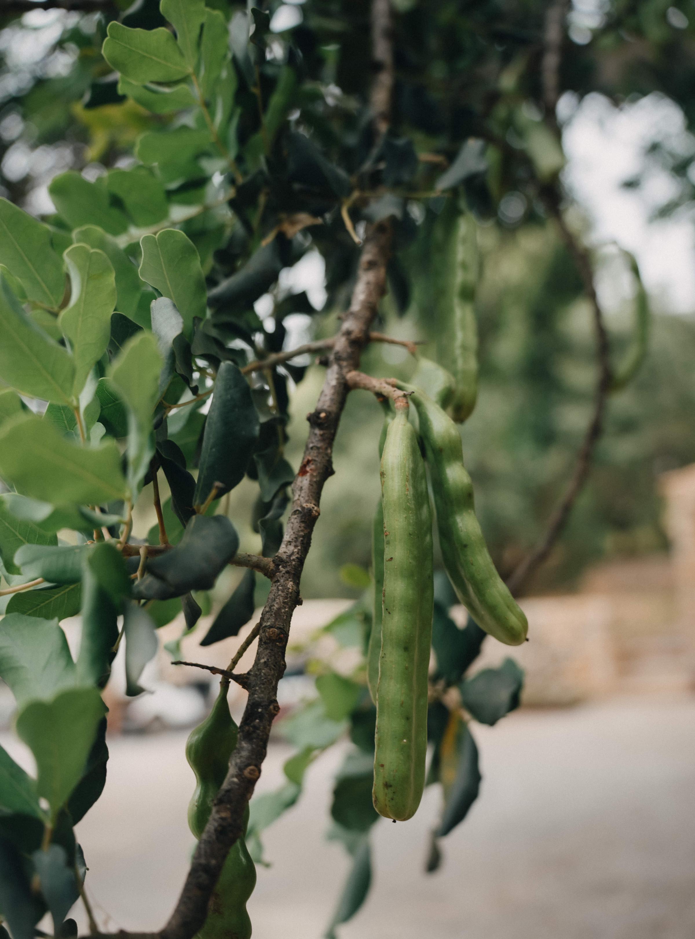 Es Racó d'Artà nestled against the backdrop of Mallorca’s mountains, blending seamlessly with the natural landscape.