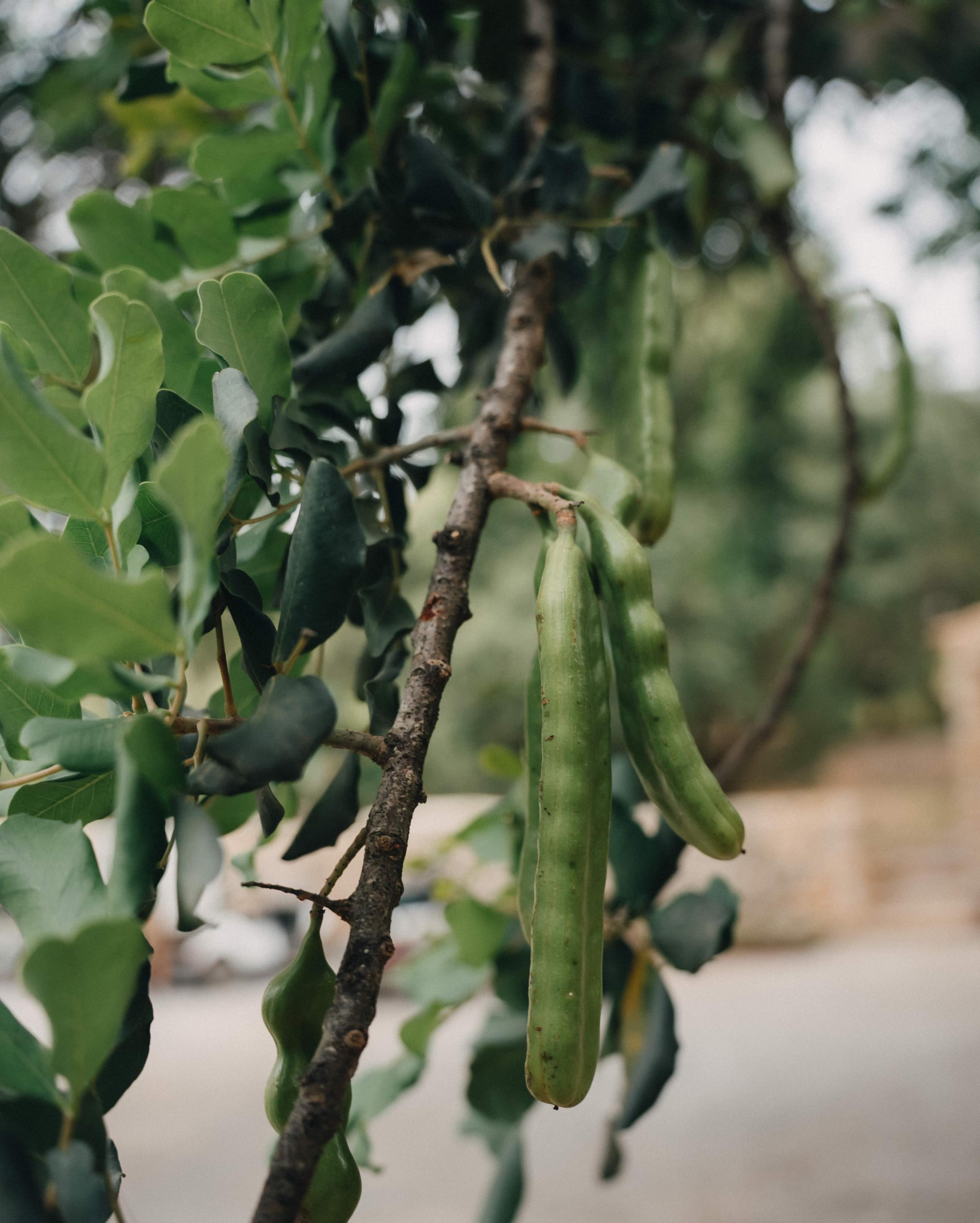Es Racó d'Artà nestled against the backdrop of Mallorca’s mountains, blending seamlessly with the natural landscape.