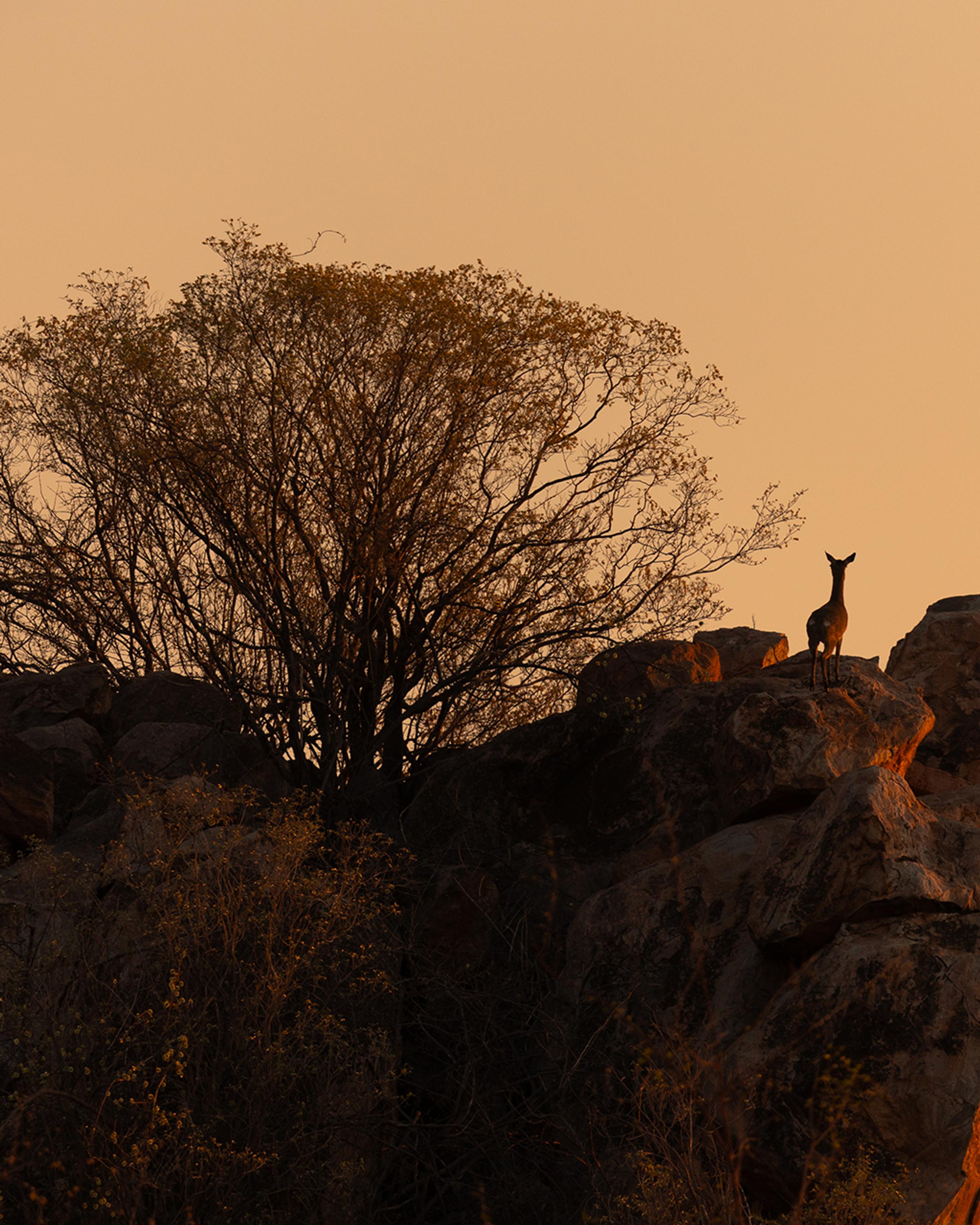 A silhouette of a tree against a vibrant sunset, symbolizing tranquility and connection to nature during a retreat