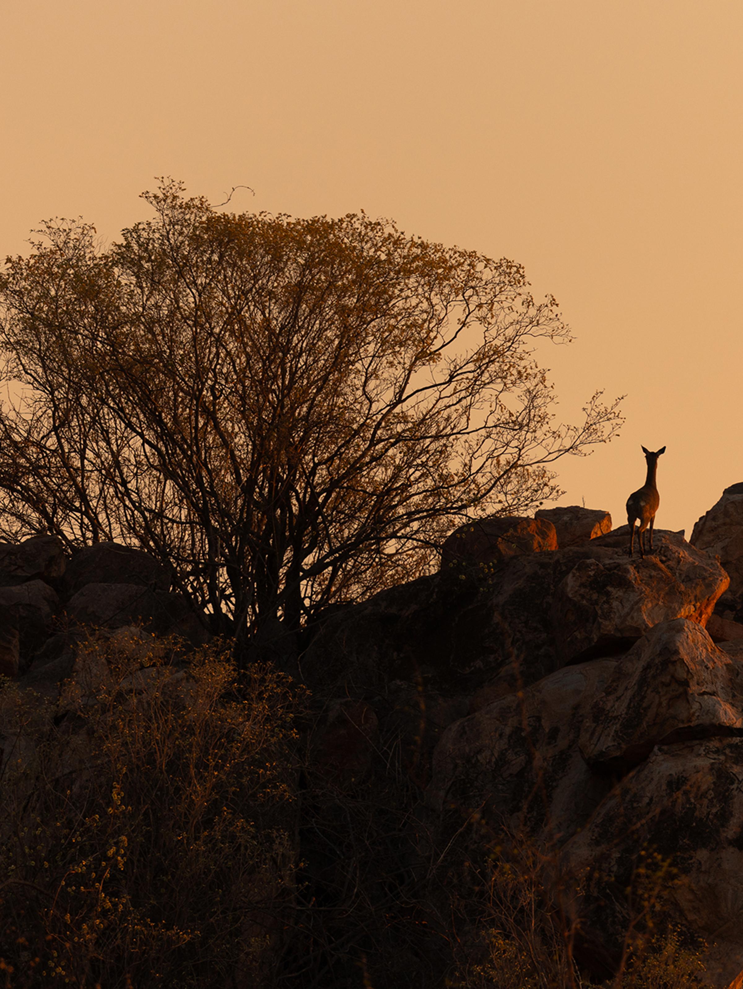 A silhouette of a tree against a vibrant sunset, symbolizing tranquility and connection to nature during a retreat