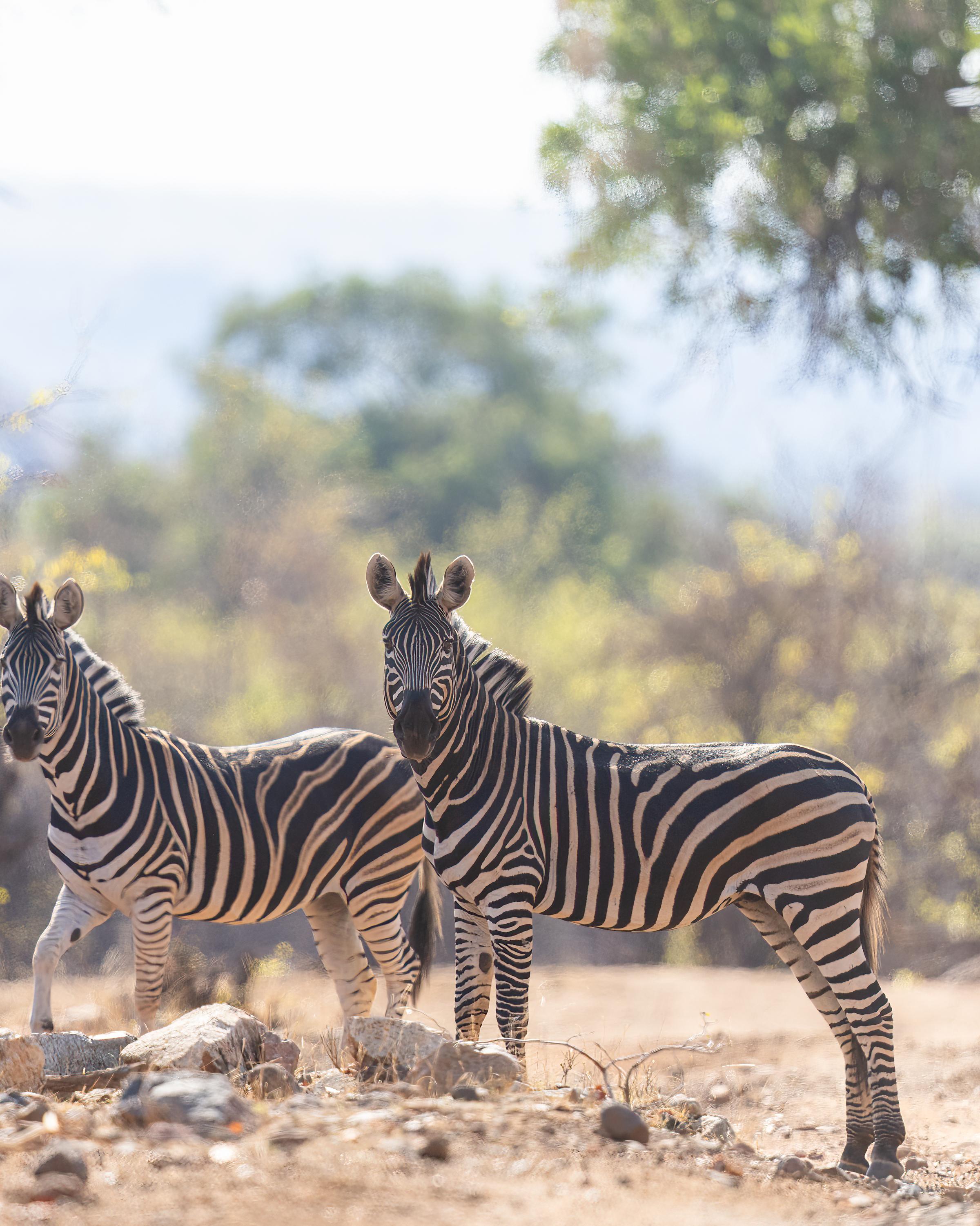 Two zebras peacefully graze in the savanna, embodying the beauty of wildlife in their natural habitat.