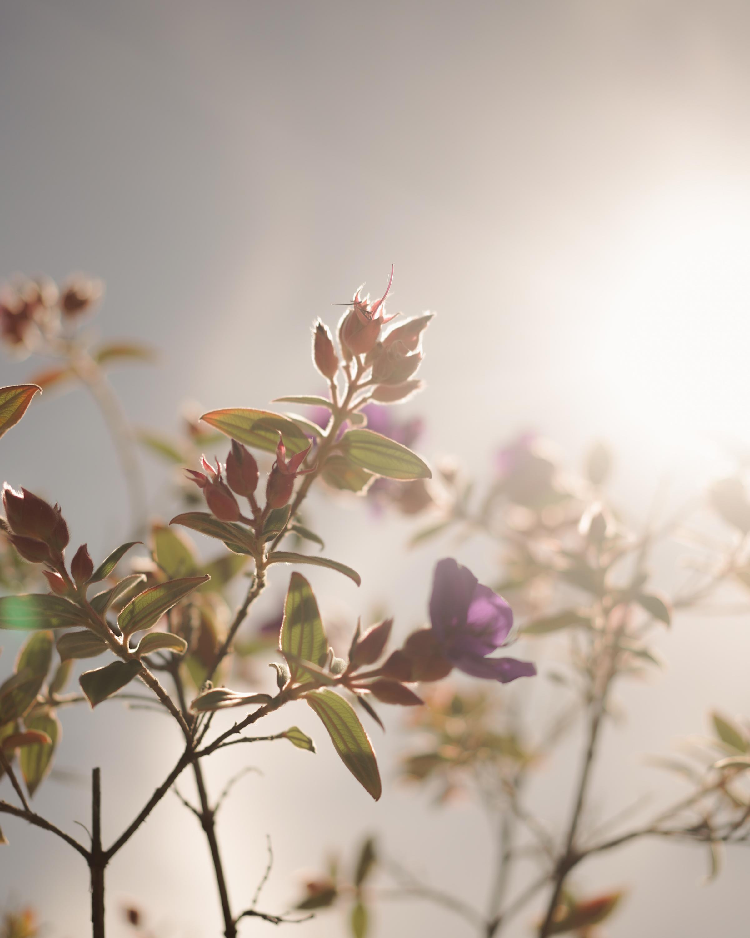 "A dark photo featuring delicate flowers, highlighting their beauty against a shadowy background.