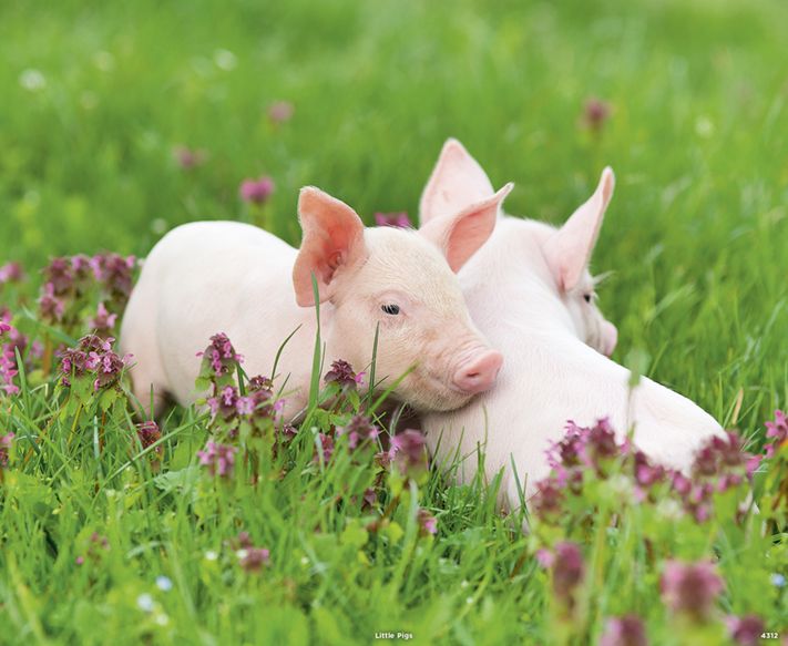 4312_Little Pigs