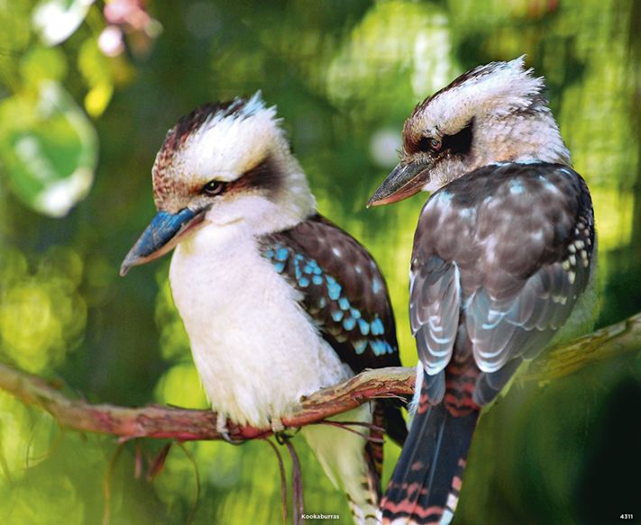 4311_Kookaburras