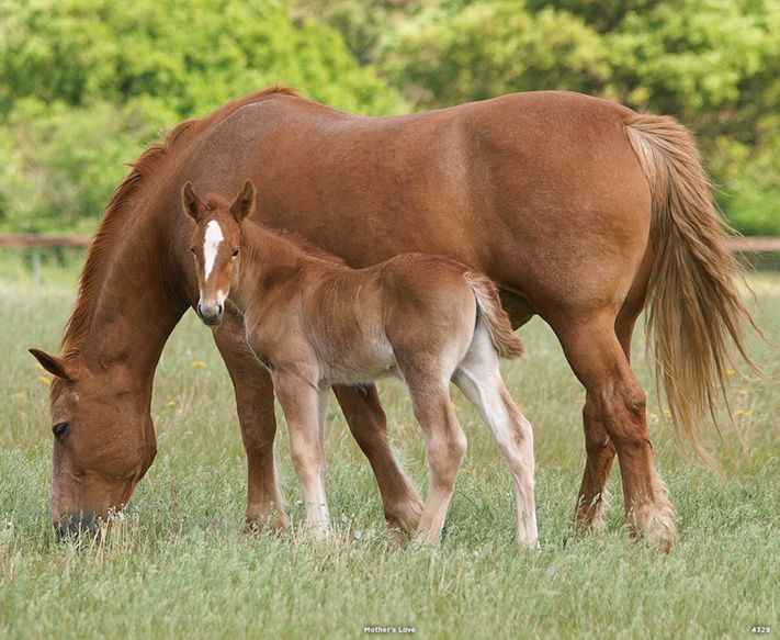 4329_Mother's Love