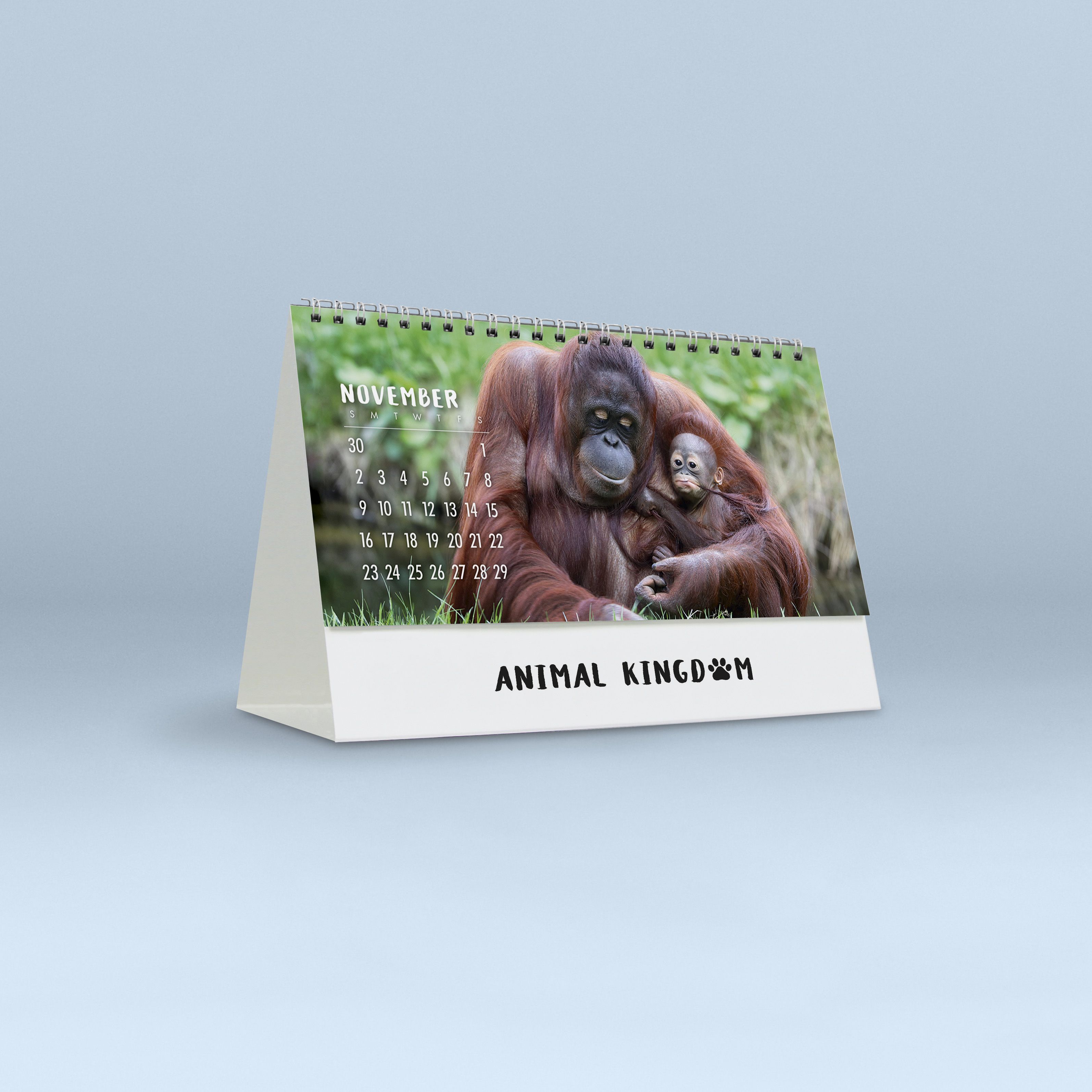 Animal Kingdom_4257_25_22