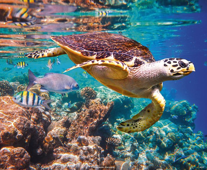 4337_Underwater Discovery