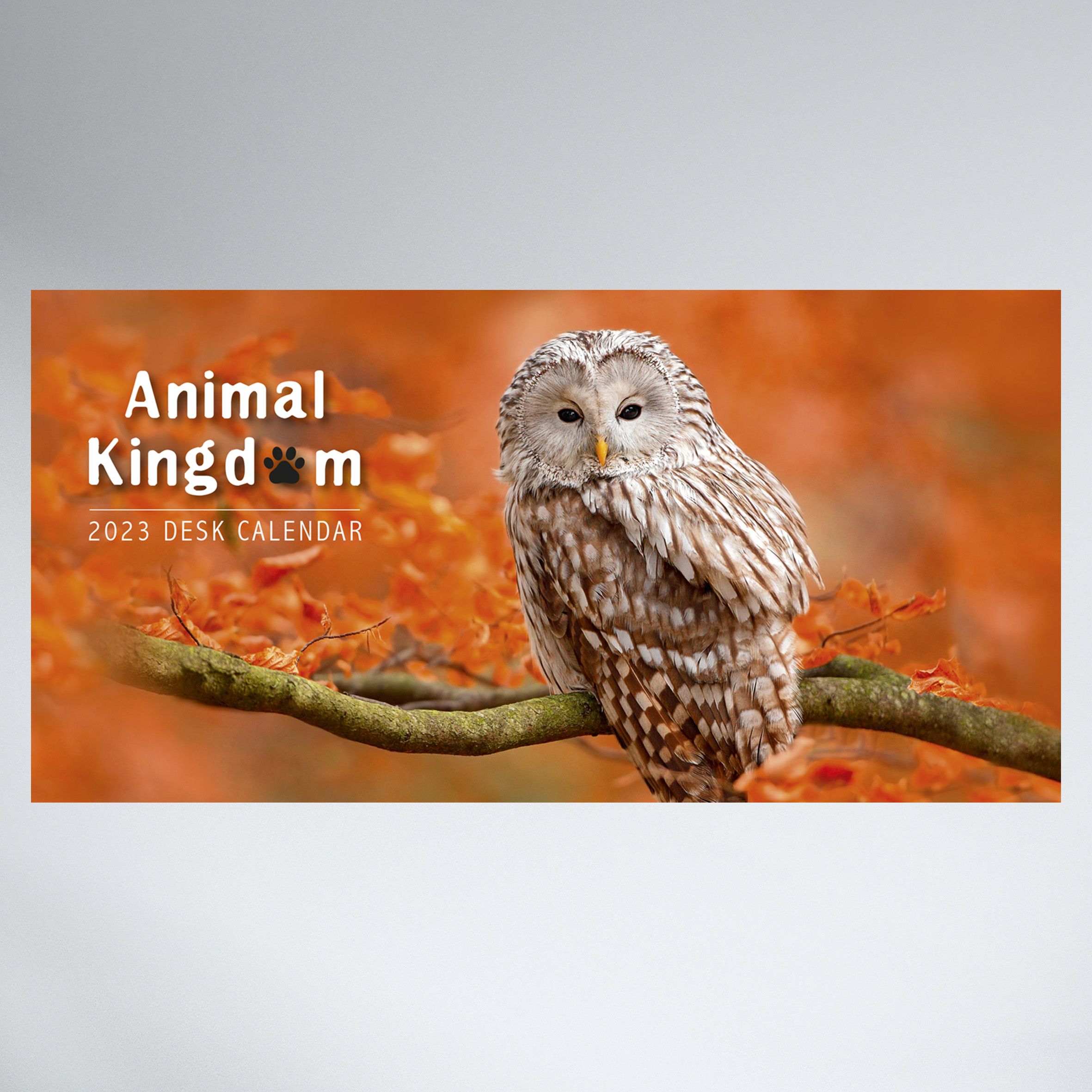 Animal Kingdom_OC