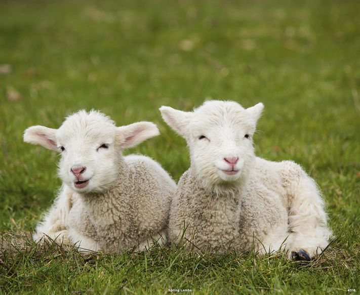 4318_Spring Lambs