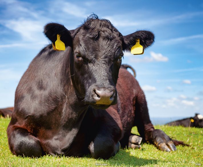 4326_Black Angus