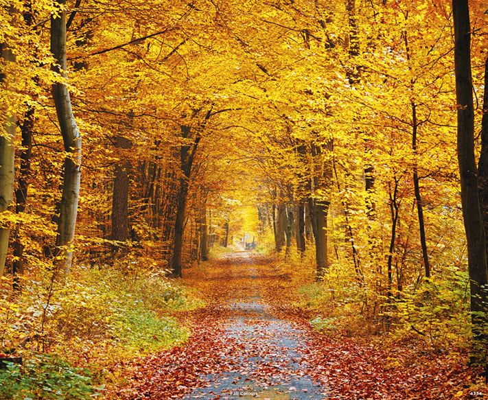 4334_Fall Colours