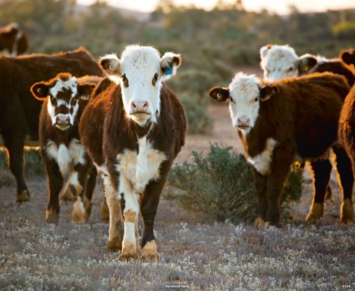 4324_Hereford Herd