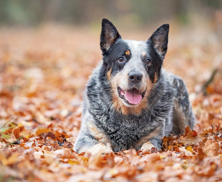4308_Cattle Dog
