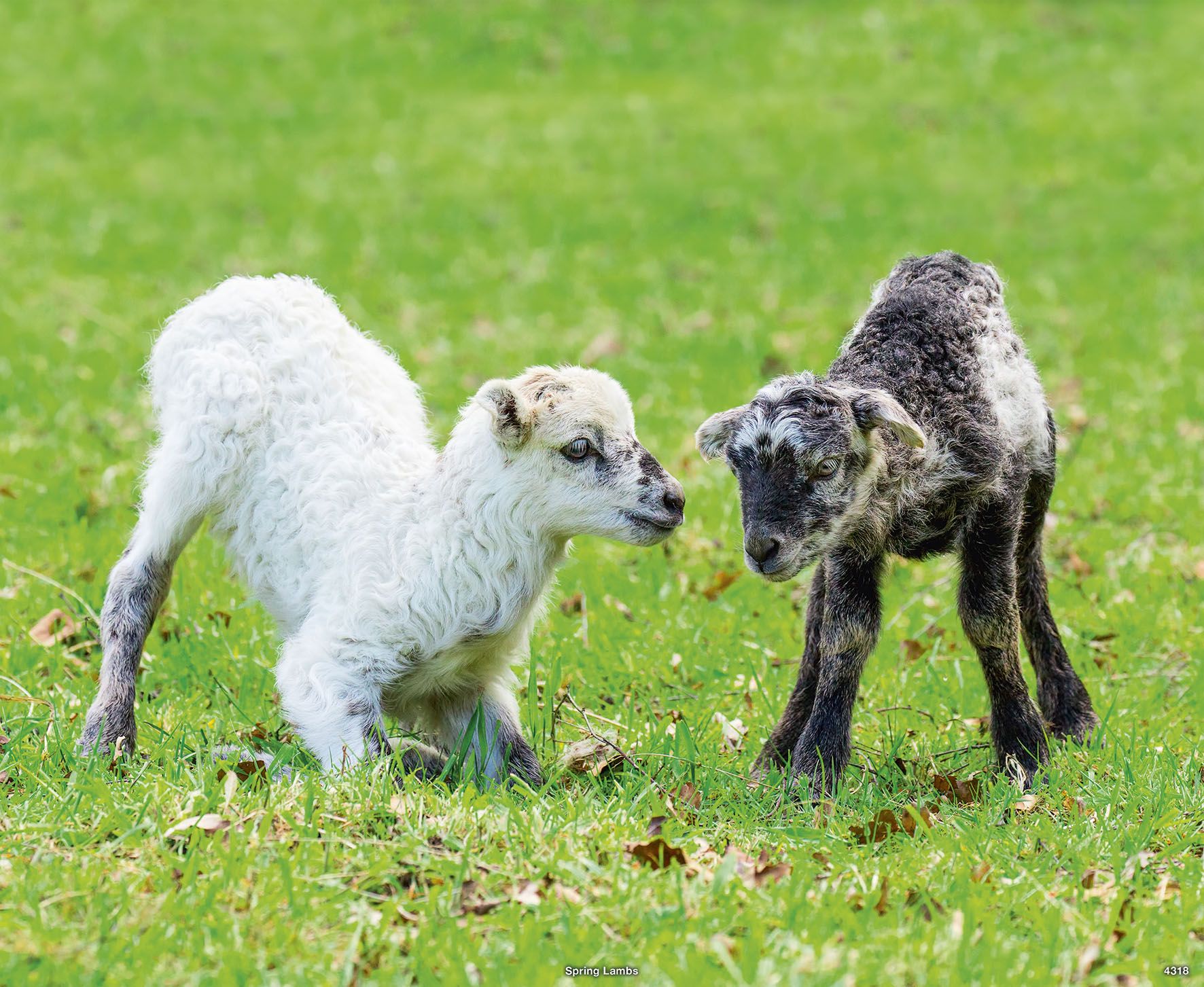 4318_Spring Lambs