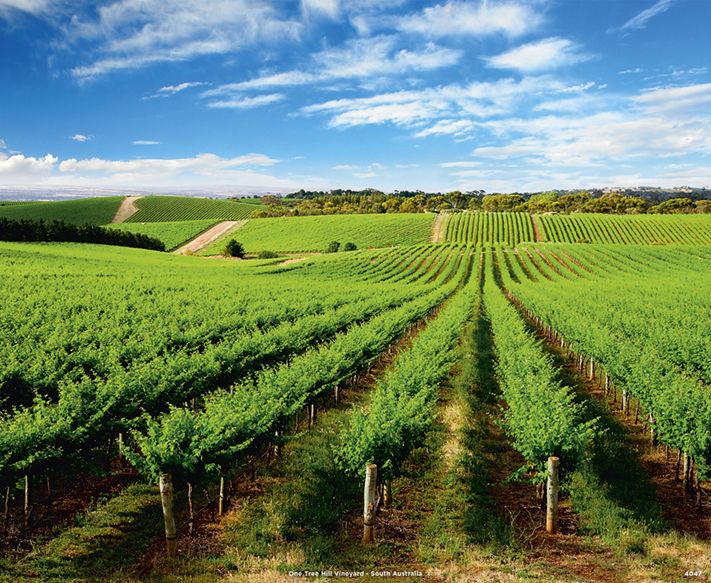 4047_One Tree Hill Vineyard