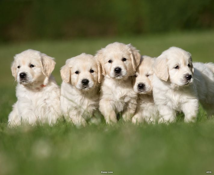 4310_Puppy Love