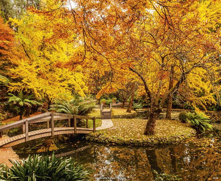 4038_Dandenong Ranges
