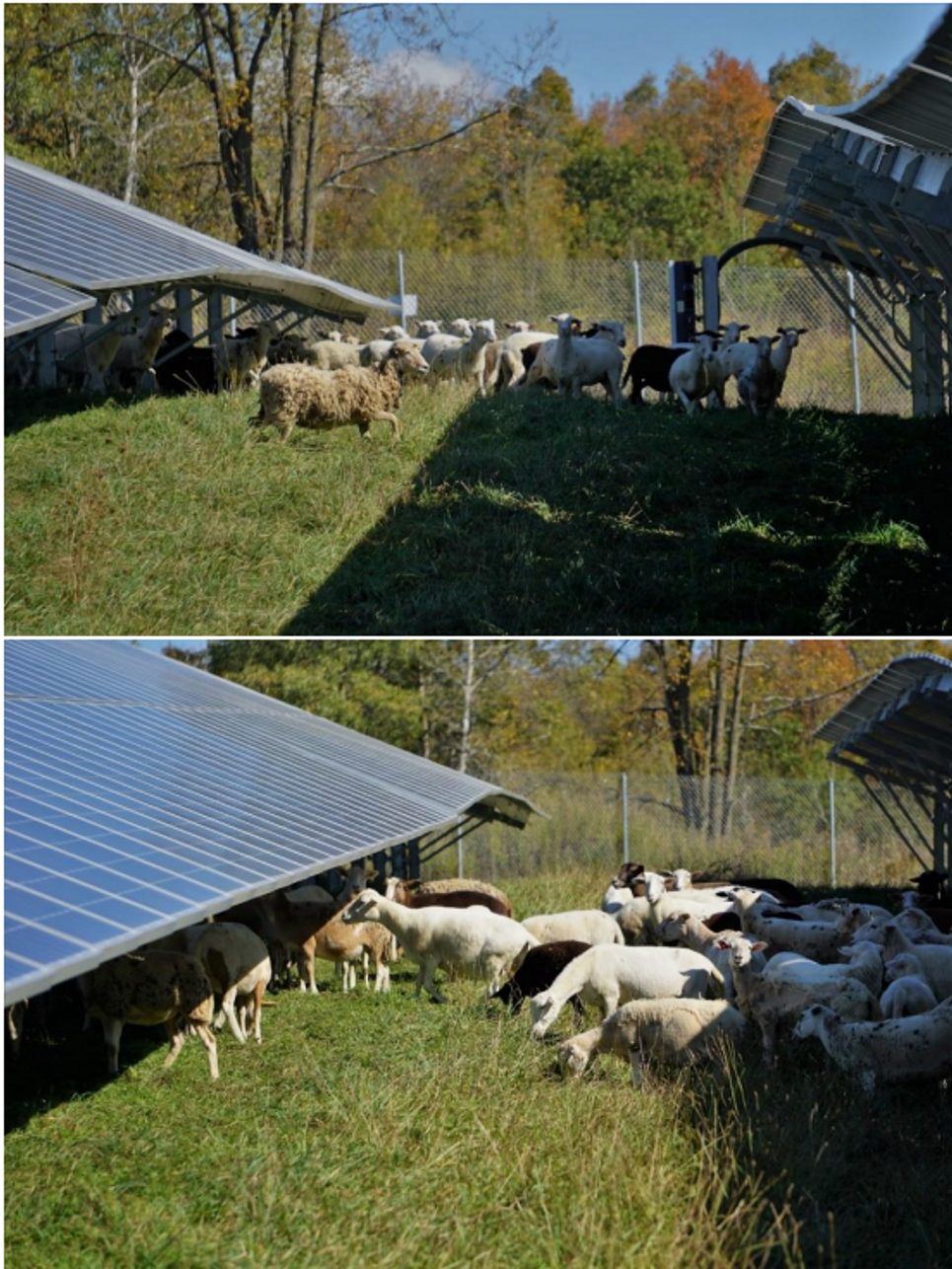 Sheep grazing under a ground mounted solar panel array in a field - Onyx Renewabes
