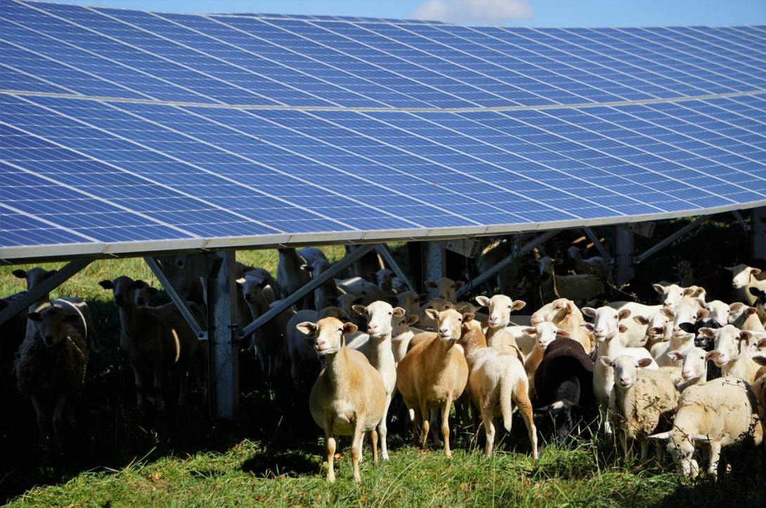 Sheep grazing underneath ground mount solar panel array in a field - Onyx Renewables