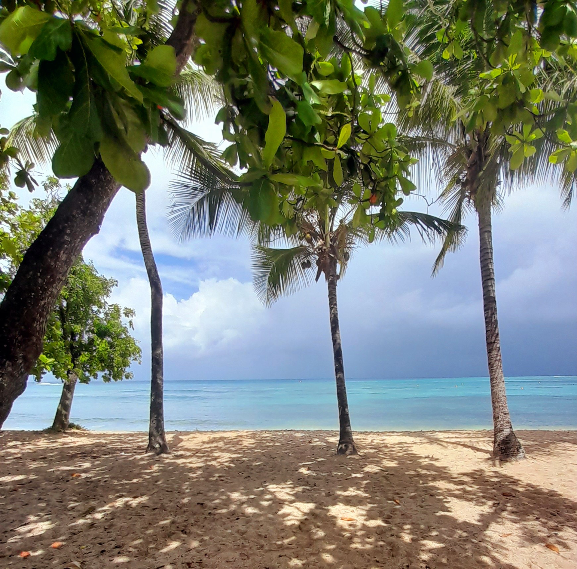 Plage de Port-Louis encadrée de cocotiers