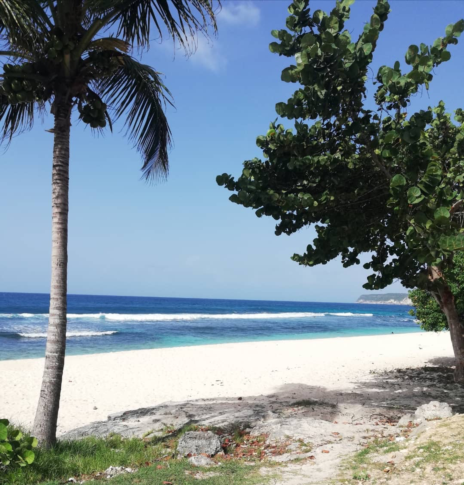 Plage de sable blanc bordée de cocotiers à Anse-Bertrand