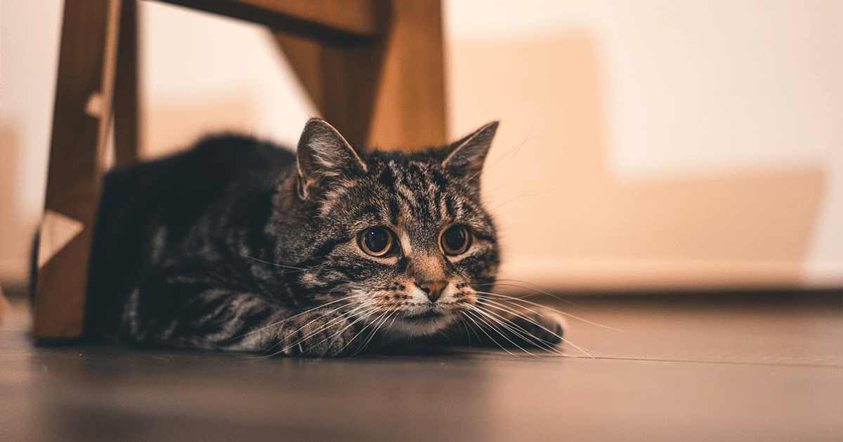 American Tabby cat crouching down to hunt