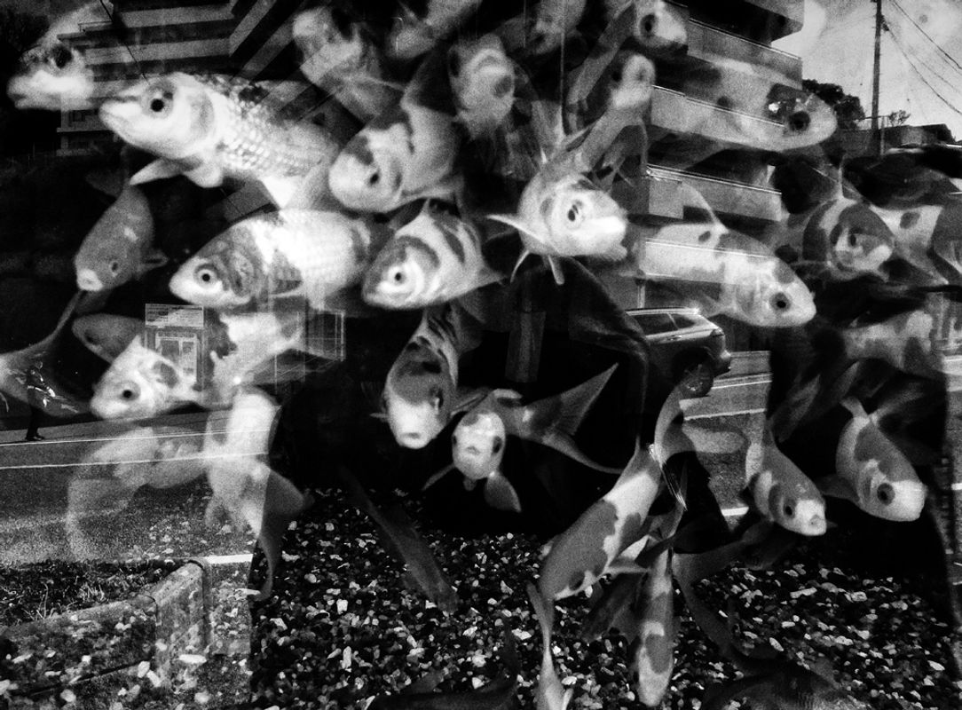 Image preview for RECORD No.60 - 10