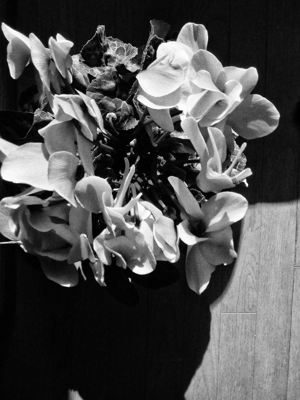 Image preview for RECORD No.60 - 4