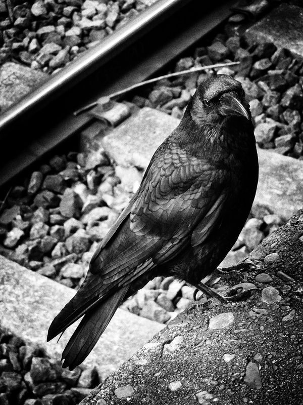 Image preview for RECORD No.57 - 6