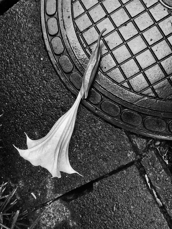 Image preview for RECORD No.59 - 4