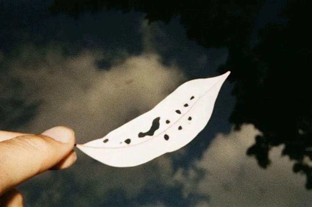 Image preview for Touch 214 - 33