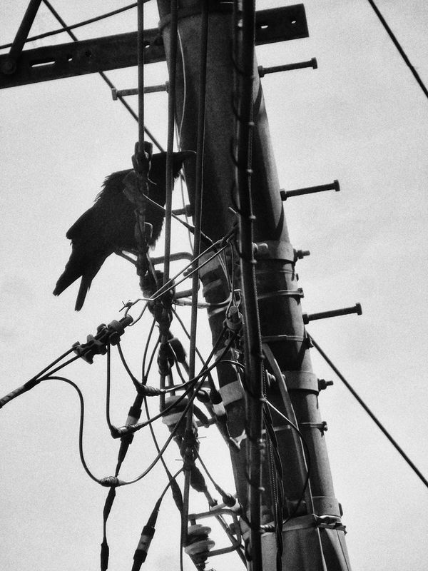 Image preview for RECORD No.60 - 7